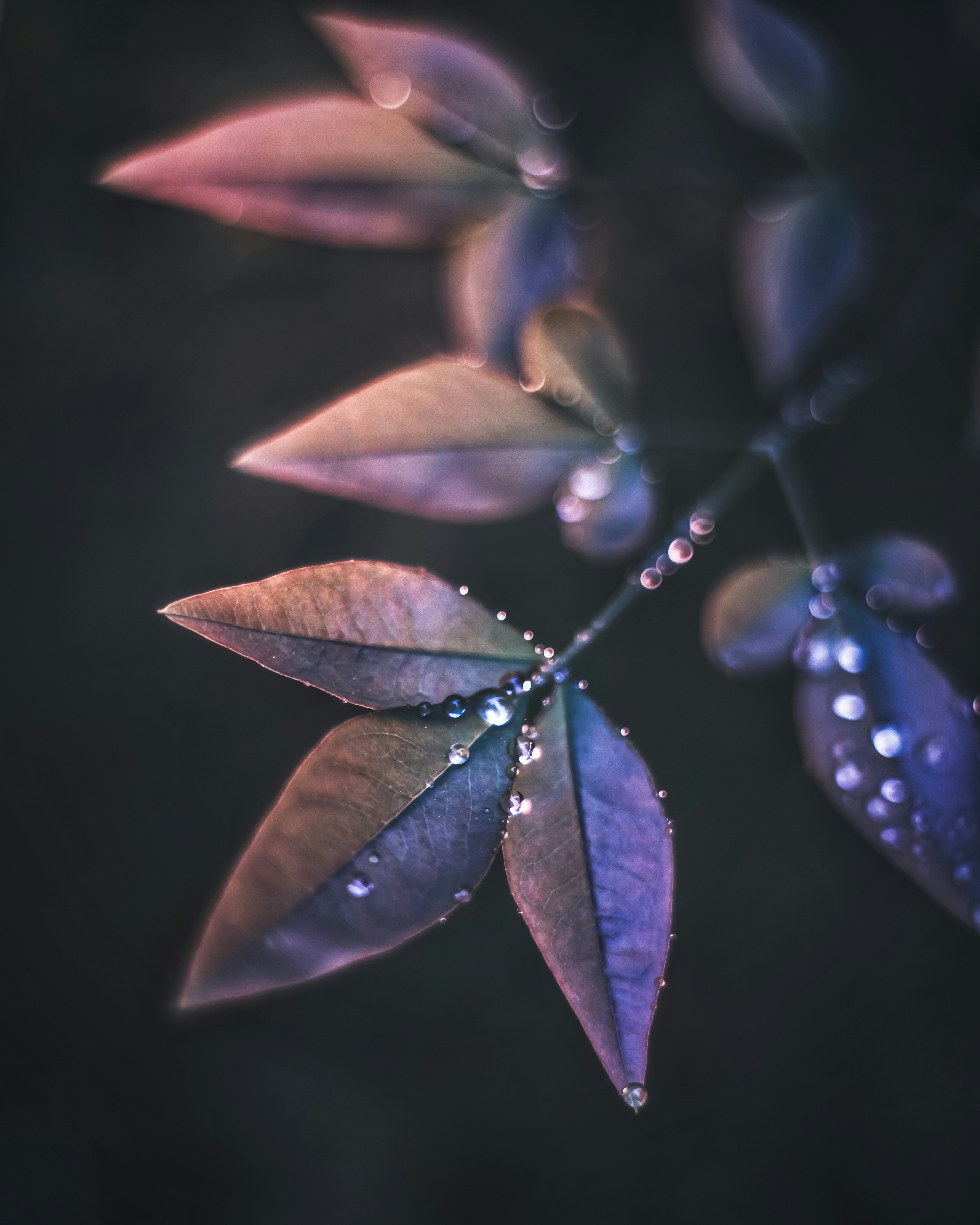 Gros plan de feuilles violettes avec des gouttes d'eau