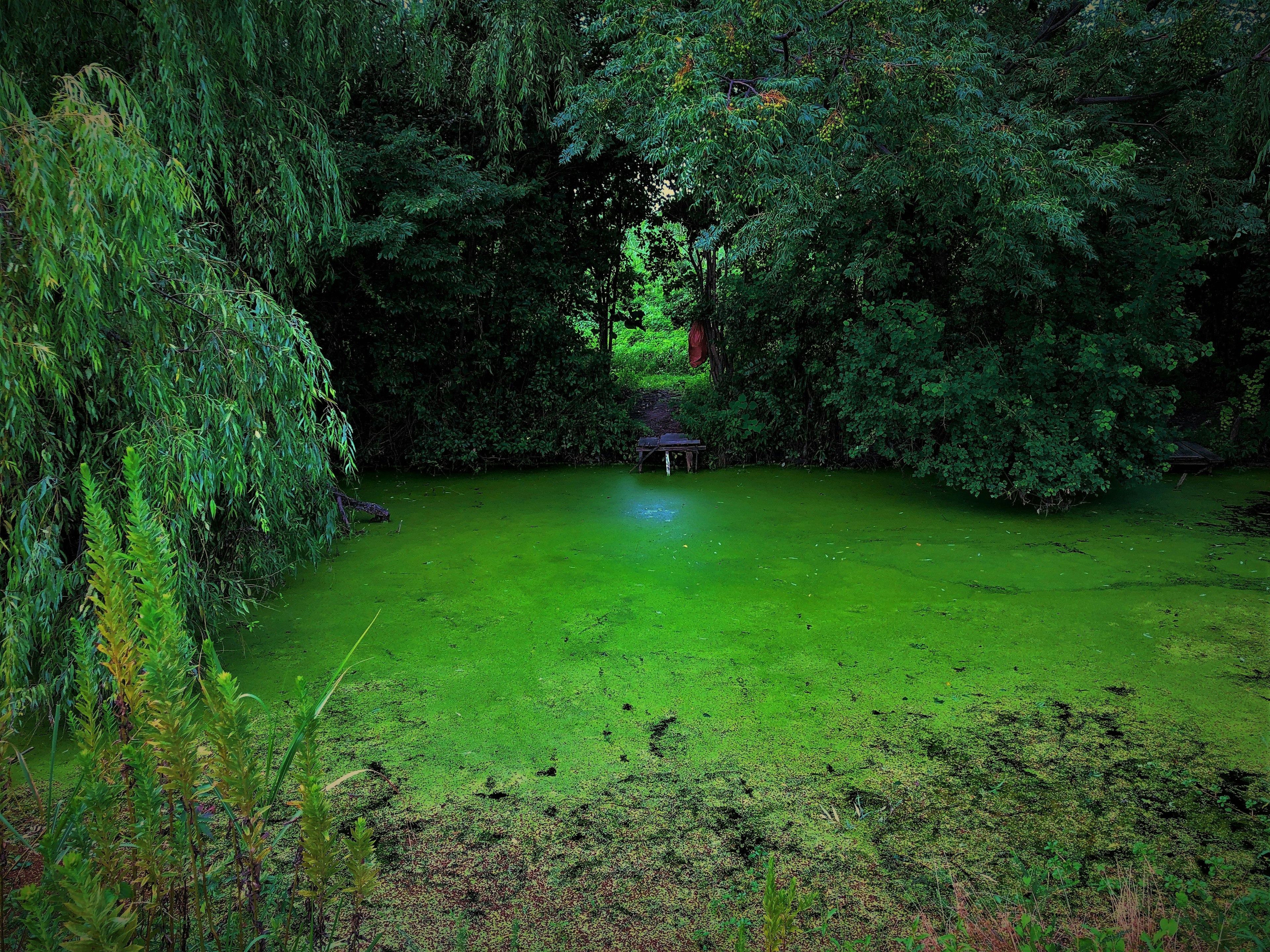 A pond covered with green algae surrounded by lush green trees