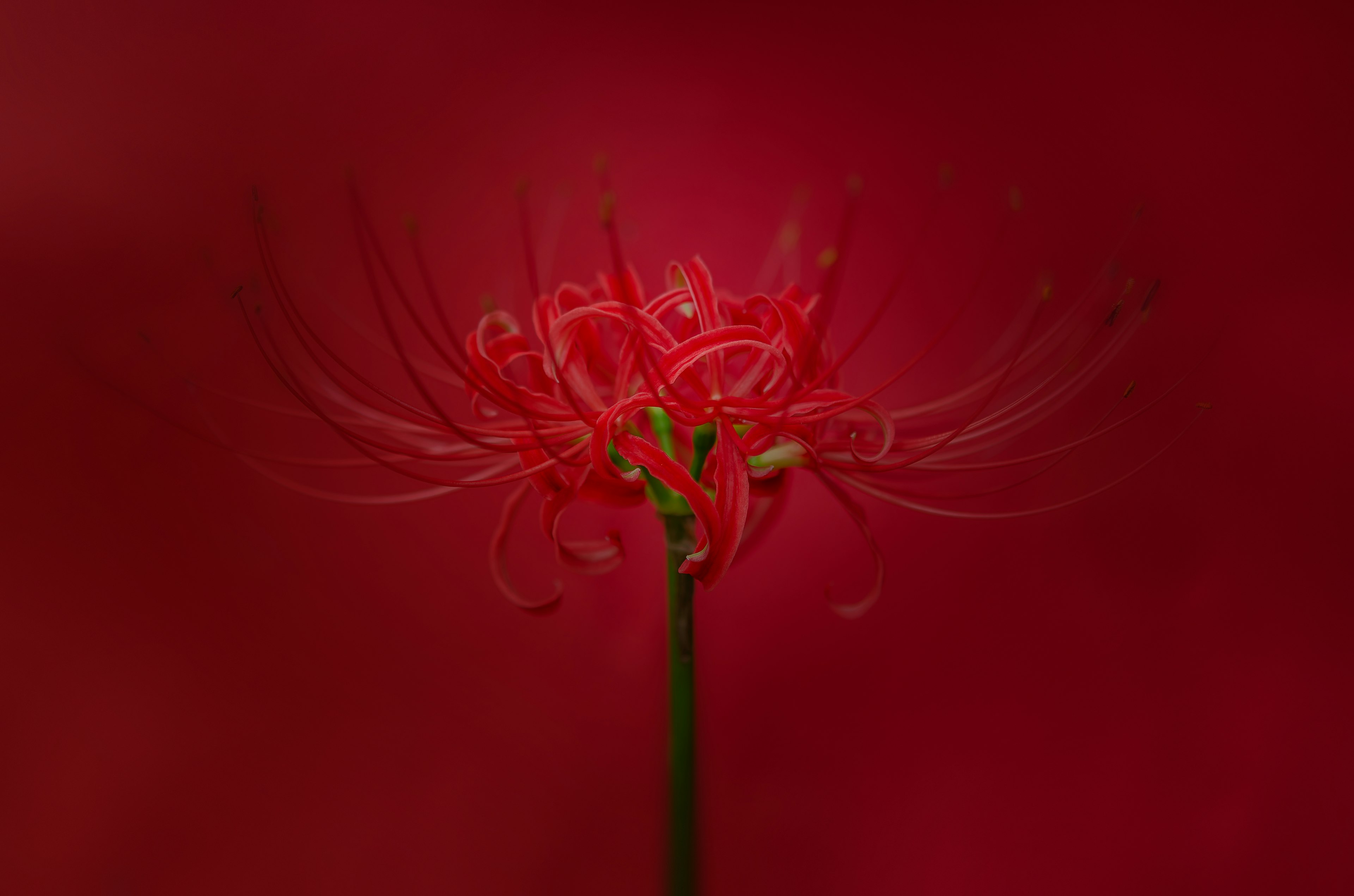 Pétales de lys araignée rouges sur fond rouge