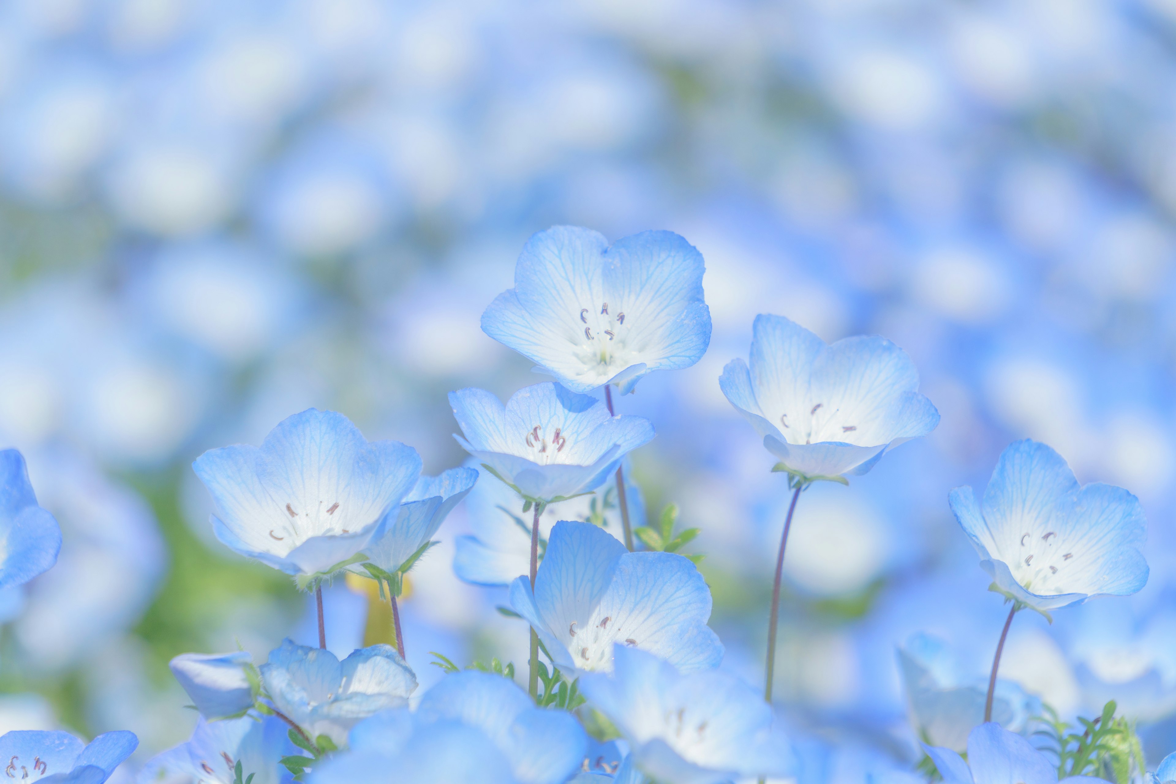 Une image floue d'un champ de fleurs bleues