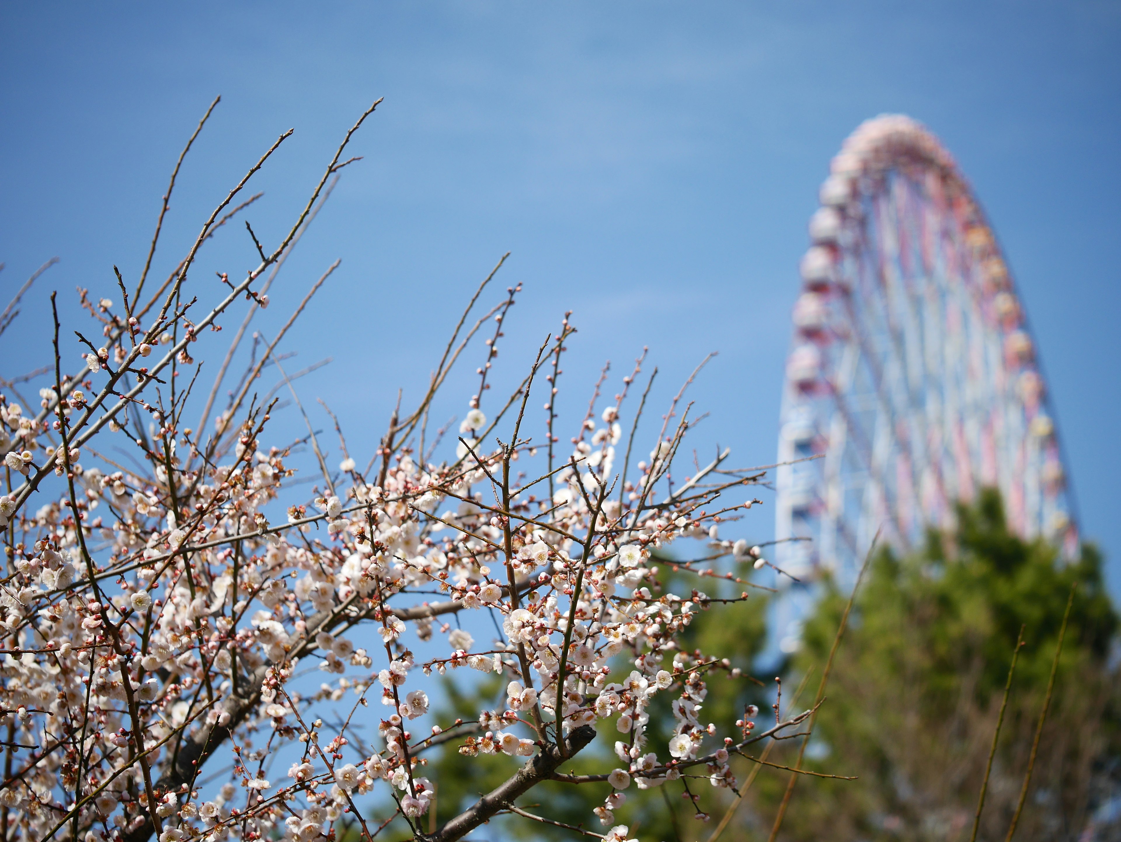 青空の背景に桜の花と観覧車が見える風景