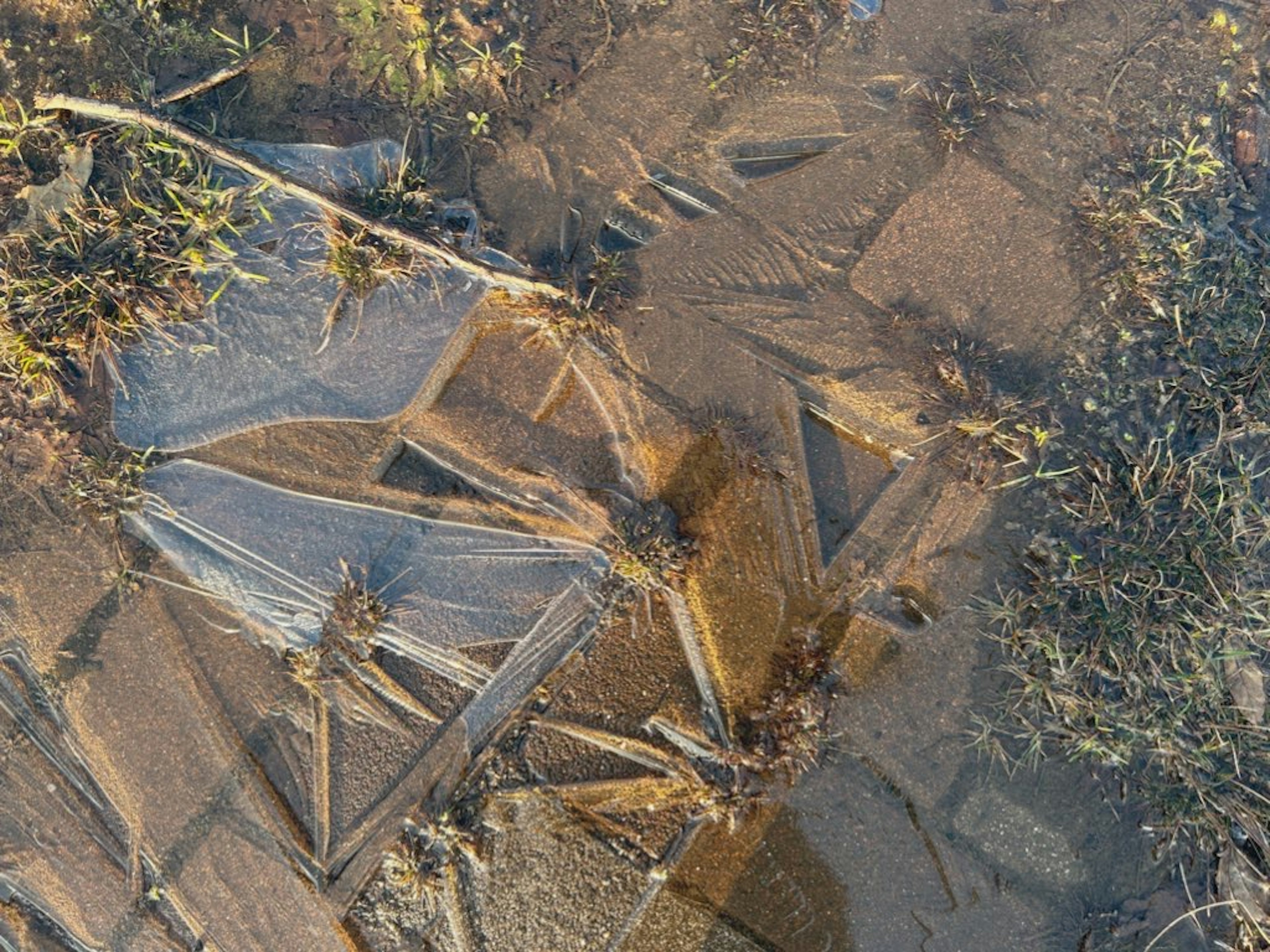 Frozen wooden fragments submerged in water with natural textures