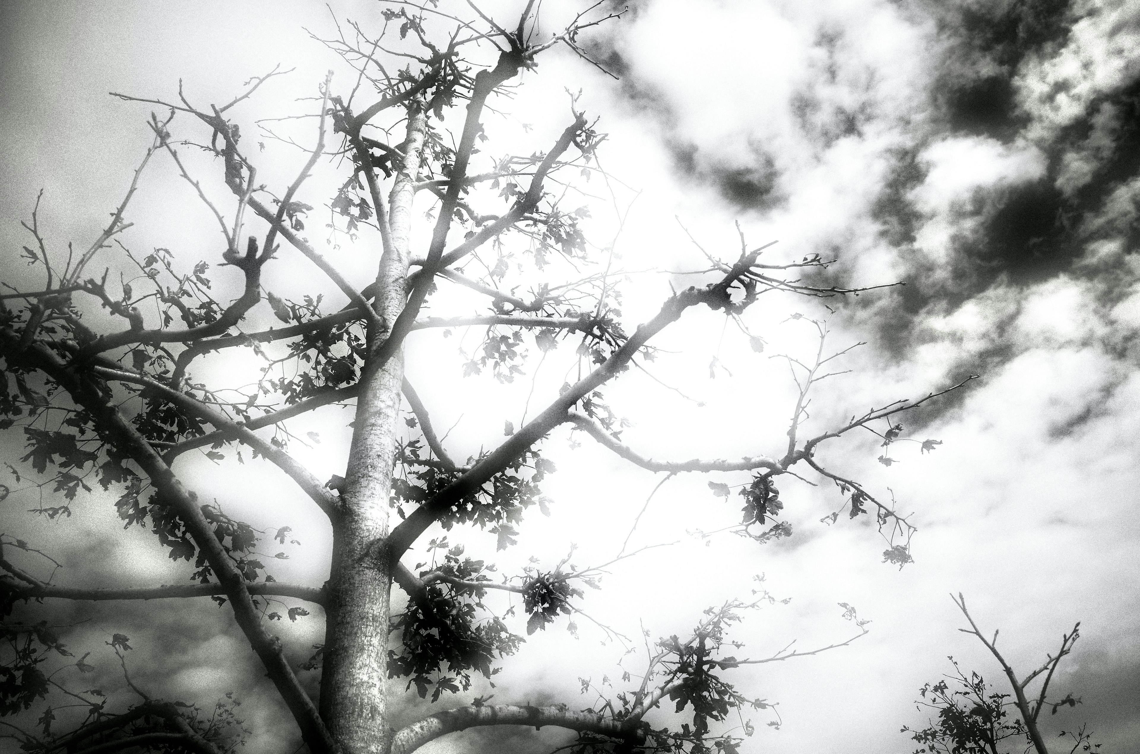 Image en noir et blanc de branches d'arbre et de feuilles contre un ciel nuageux