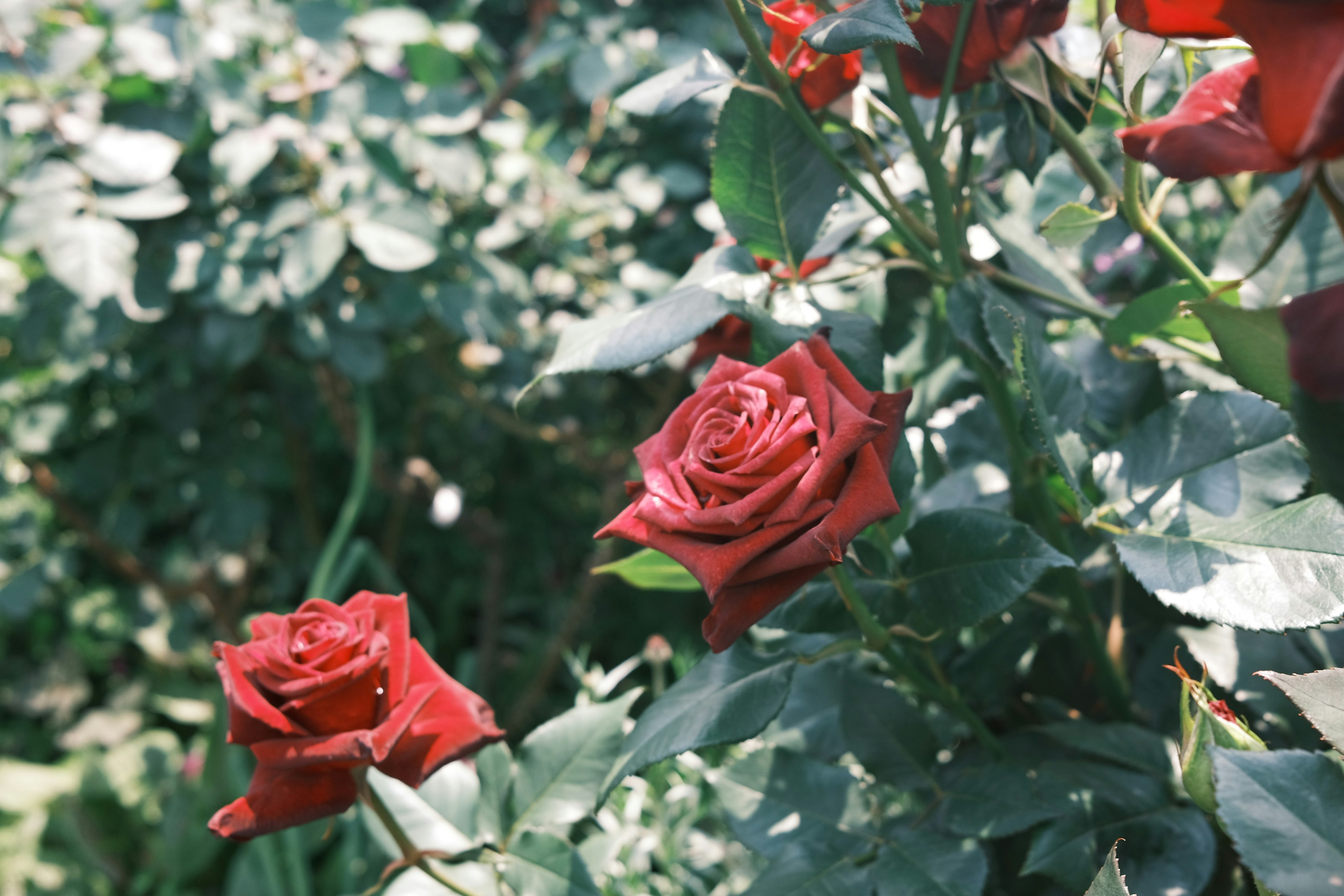 Una scena di giardino con rose rosse in fiore