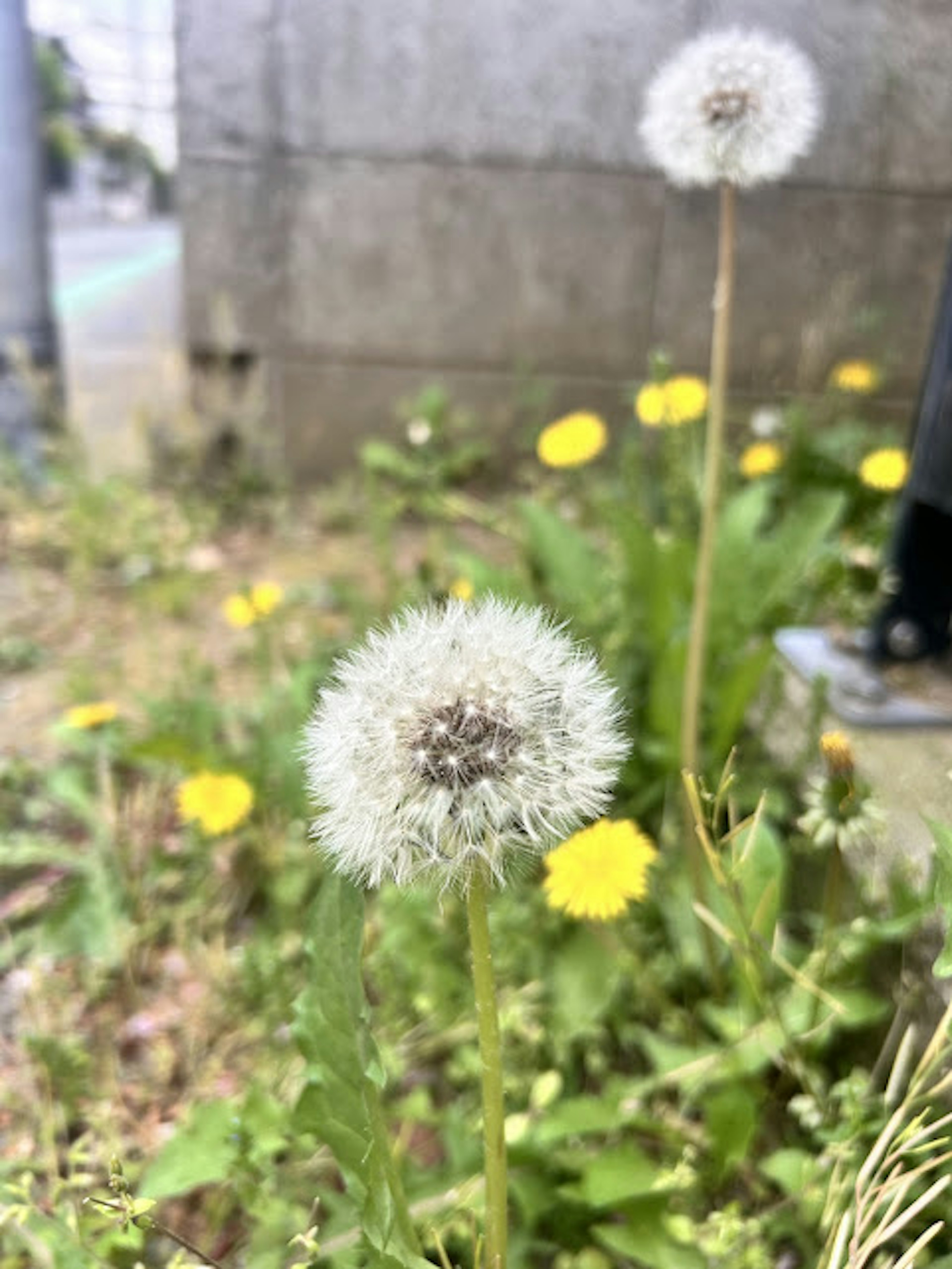 Close-up of white dandelion flowers in a grassy area