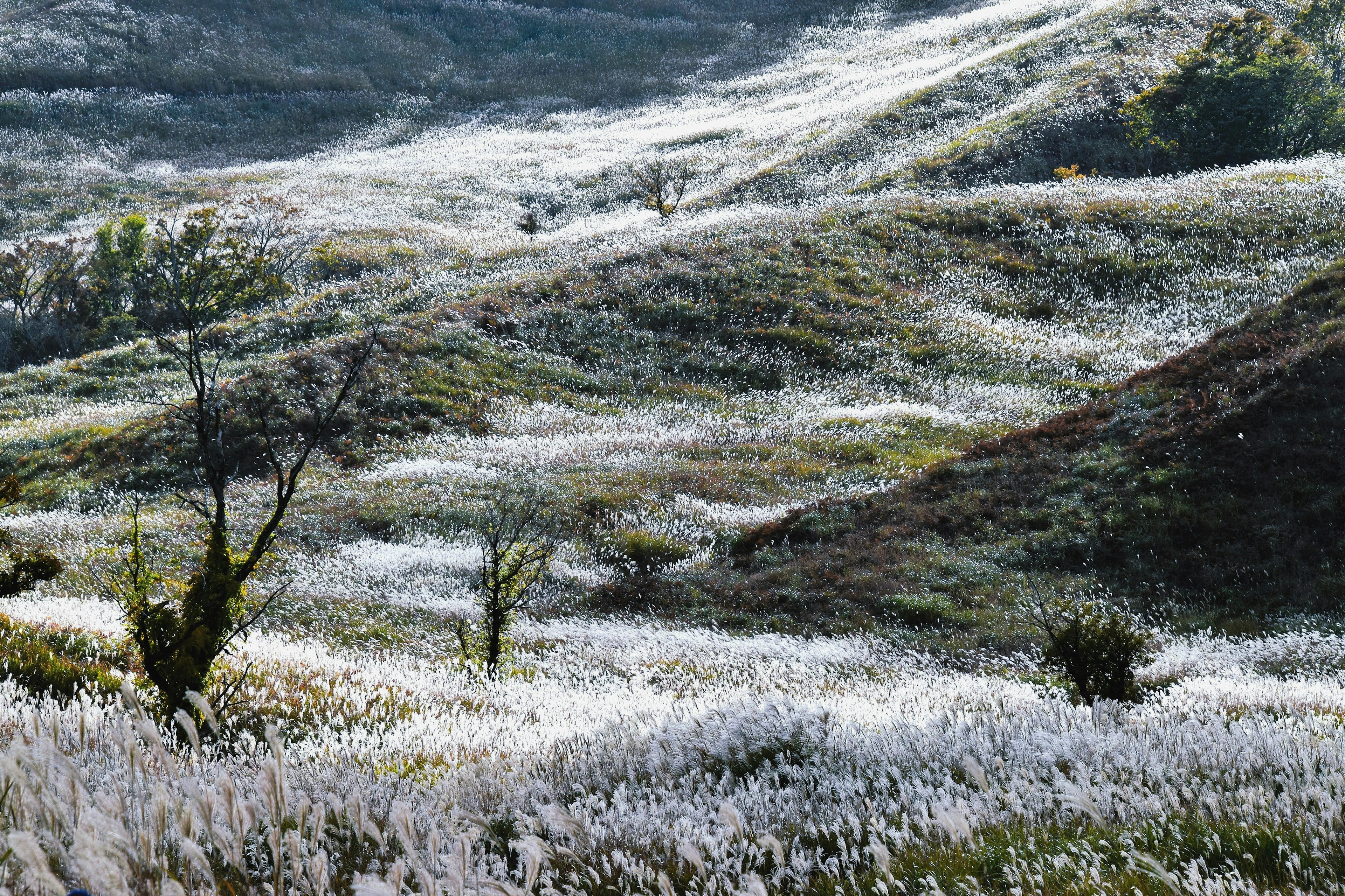 Collines verdoyantes couvertes de gazon blanc