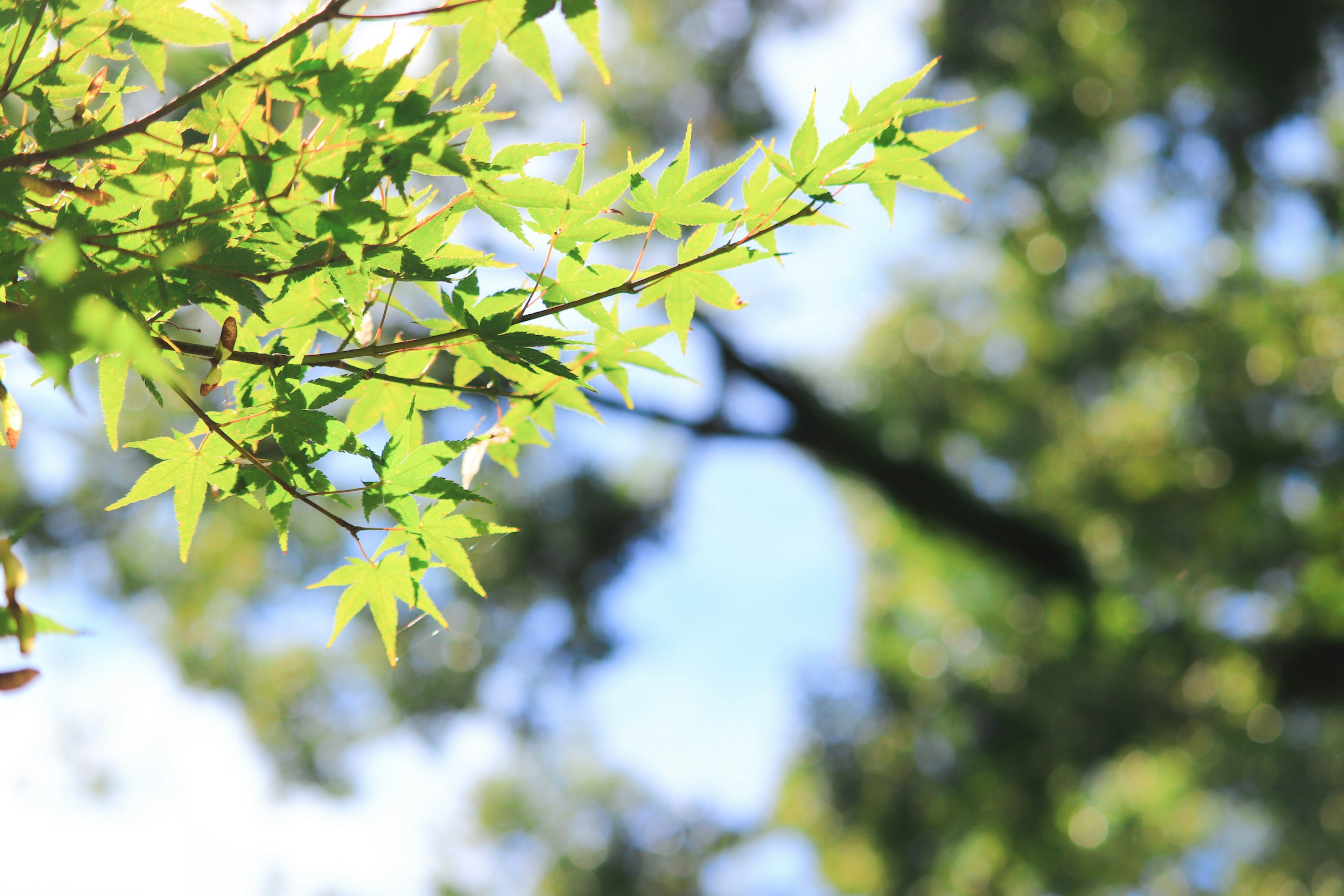 Beautiful branch with vibrant green leaves basking in sunlight