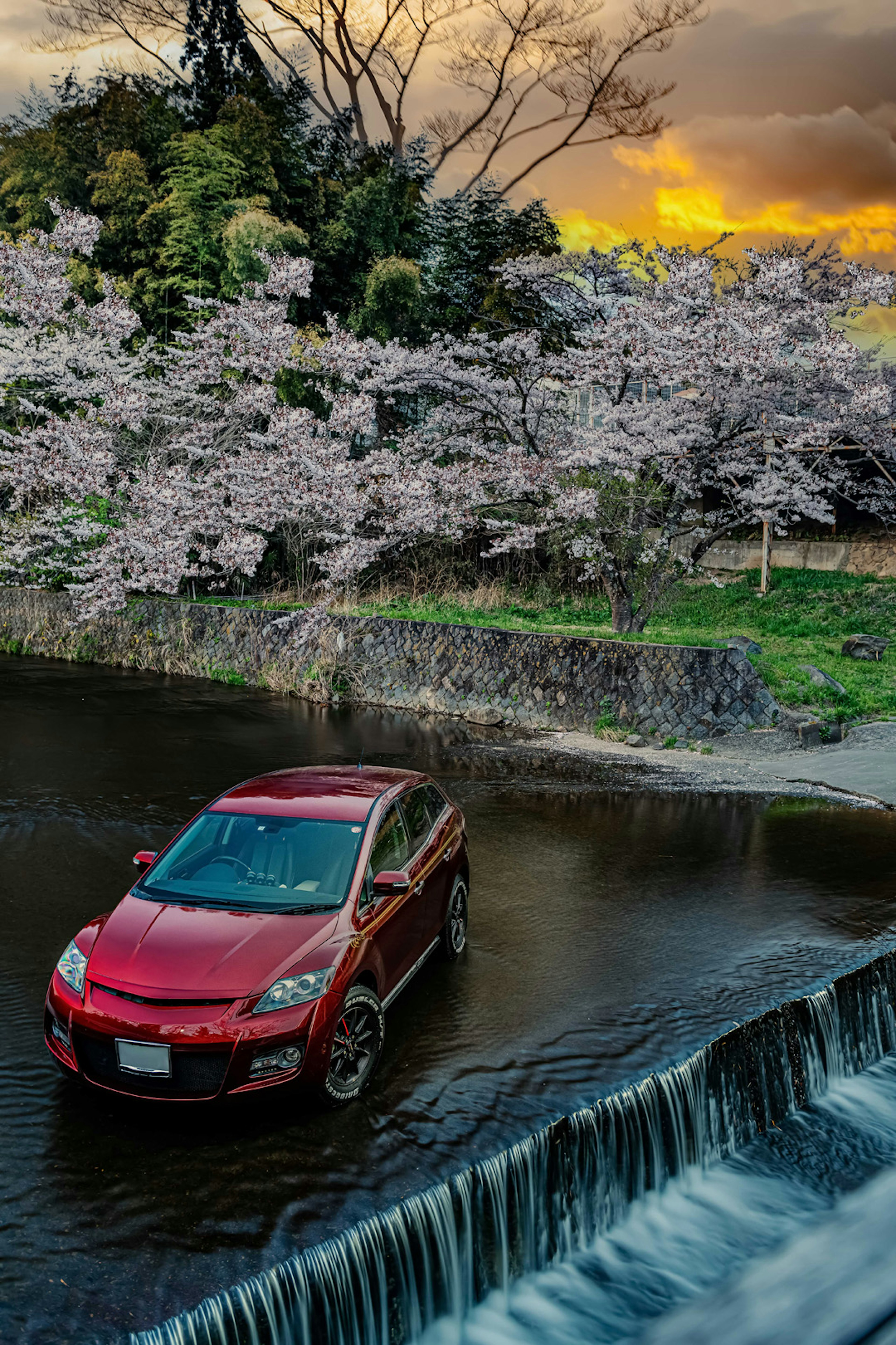 A red car partially submerged in water with cherry blossom trees in the background