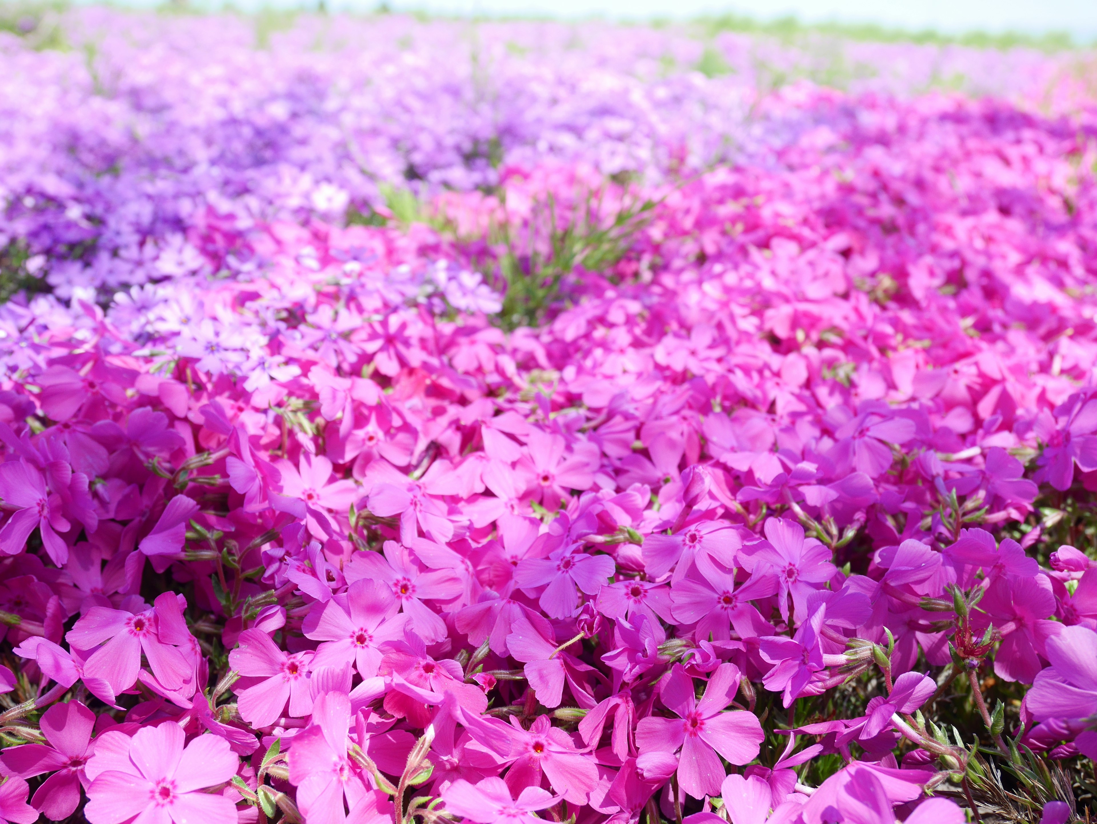 Campo vibrante de flores rosas en plena floración