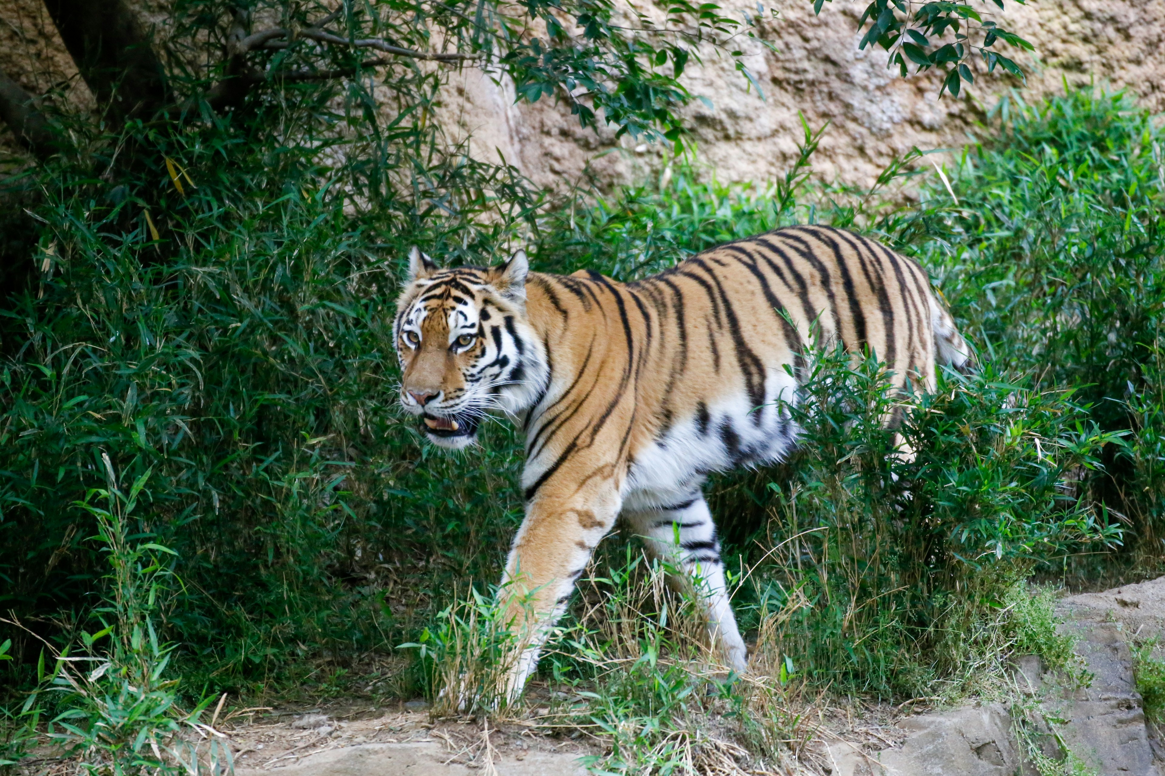 Un tigre marchant à travers une végétation luxuriante