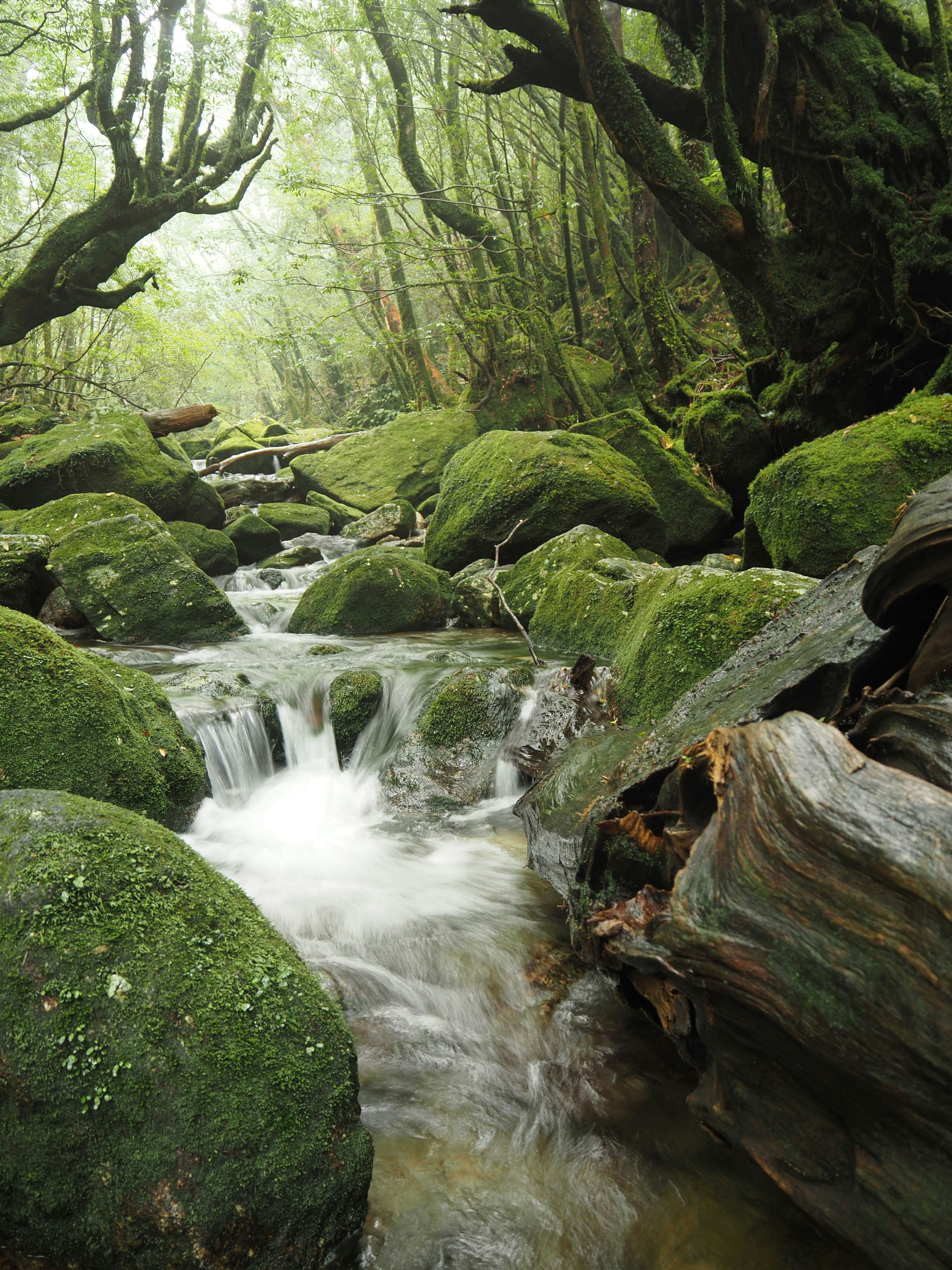 Waldlandschaft mit moosbedeckten Steinen und einem fließenden Bach