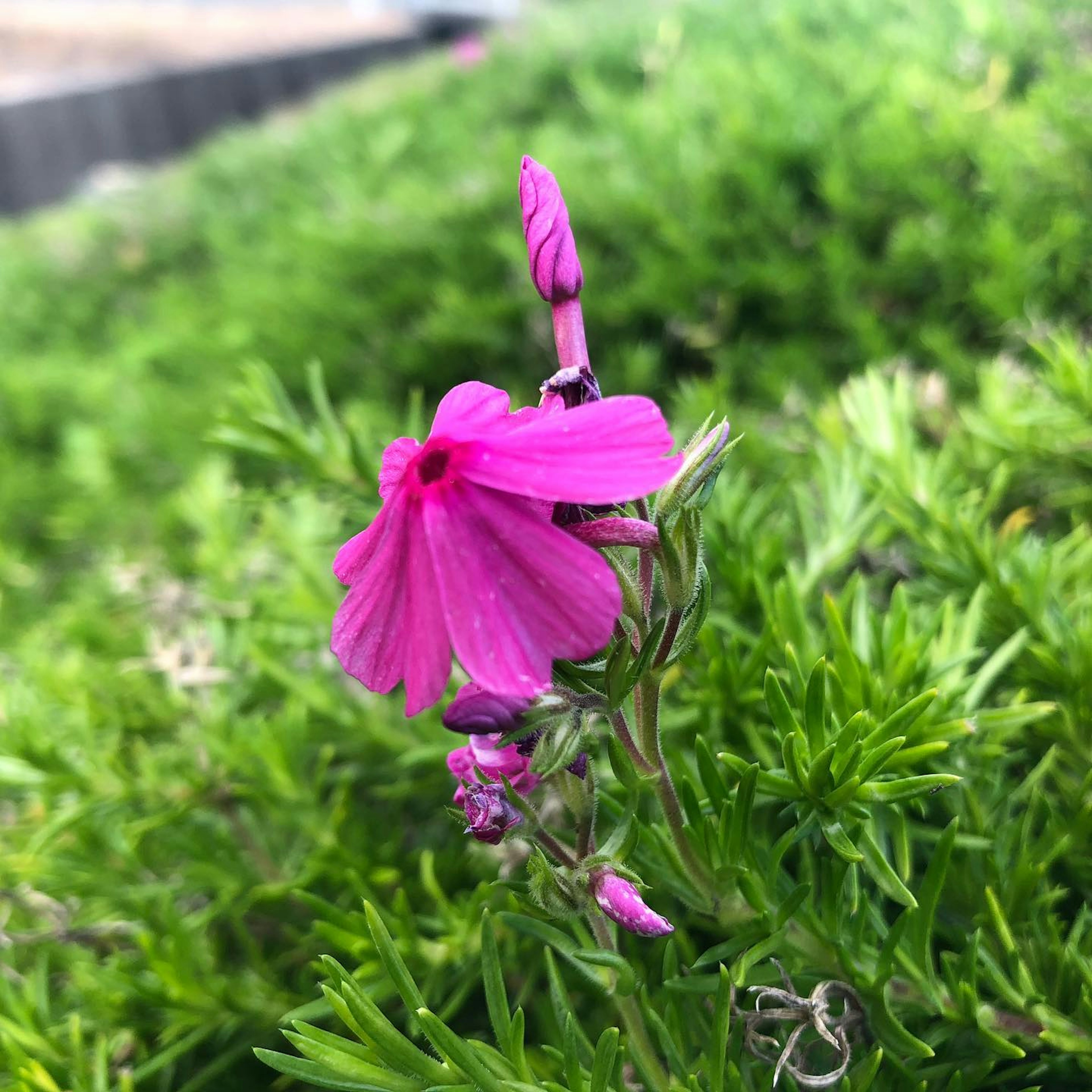 在绿色叶子中盛开的鲜艳粉色花朵