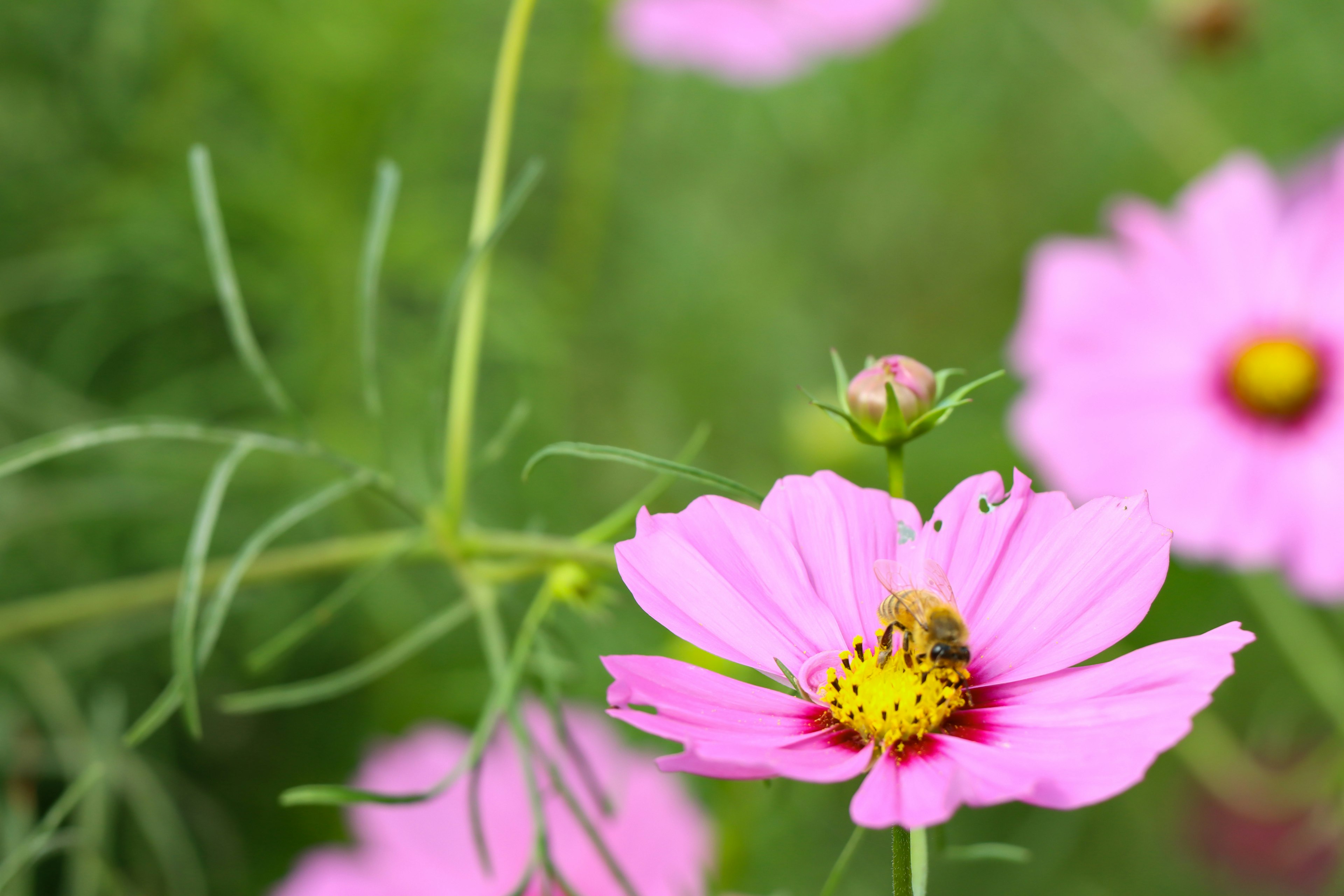 Primer plano de una flor de cosmos rosa con una abeja encima