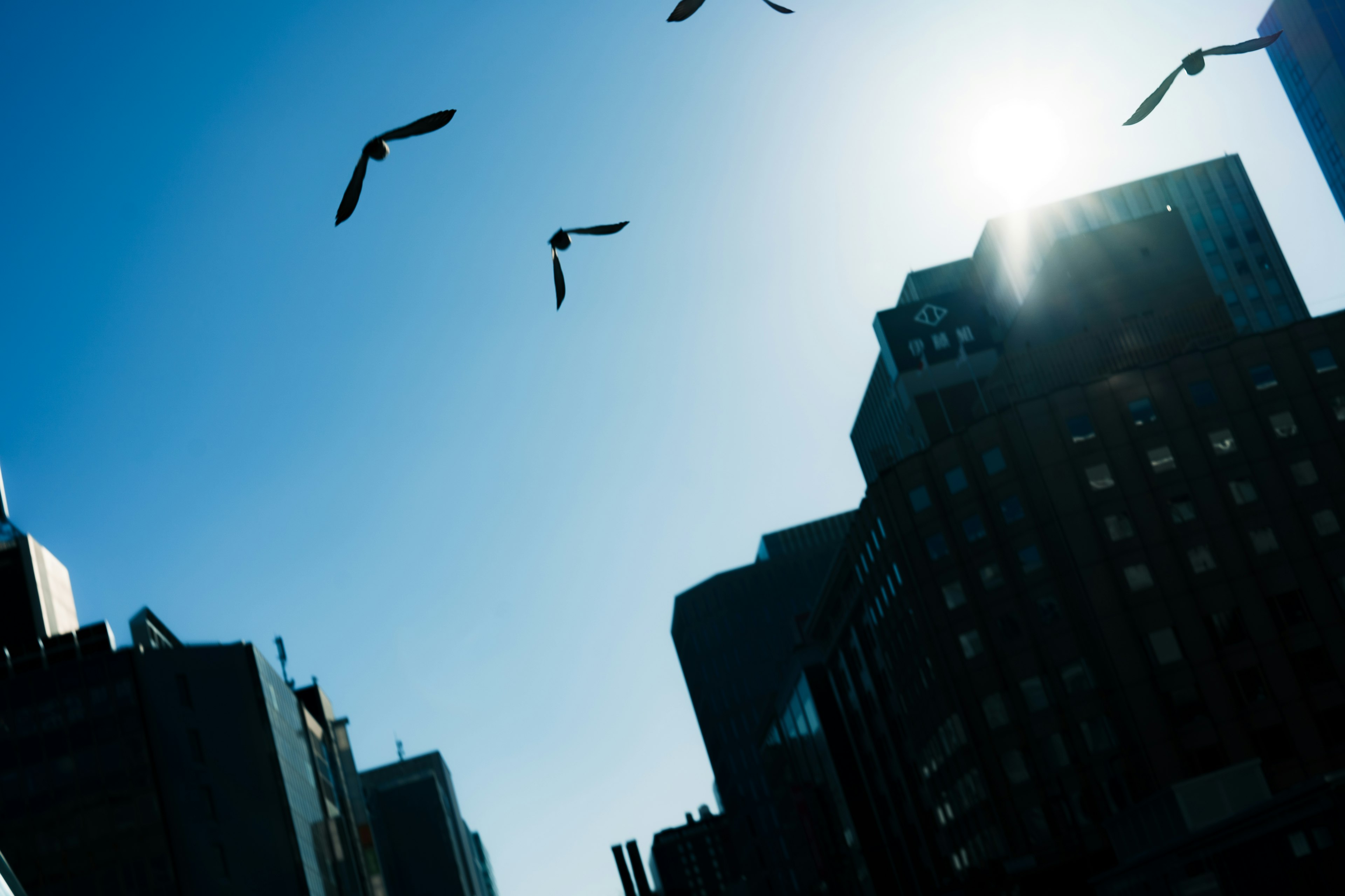 Silhouette von Gebäuden mit Vögeln, die im blauen Himmel fliegen