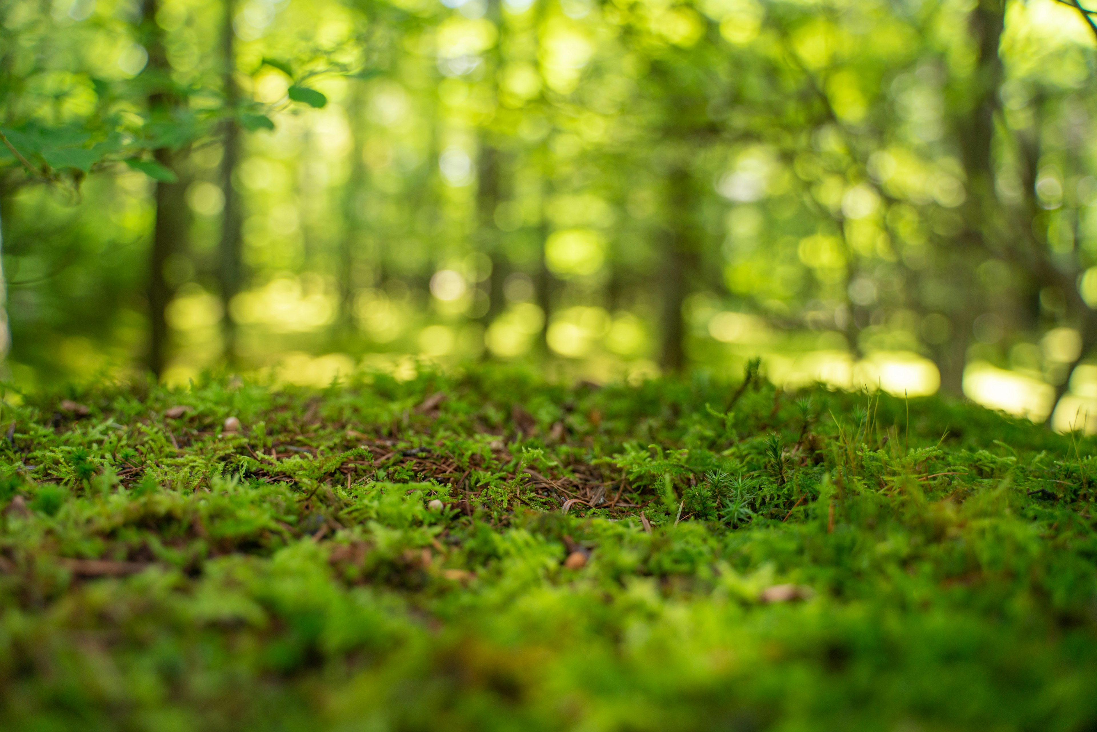 緑の森の中の苔の生えた地面のクローズアップ