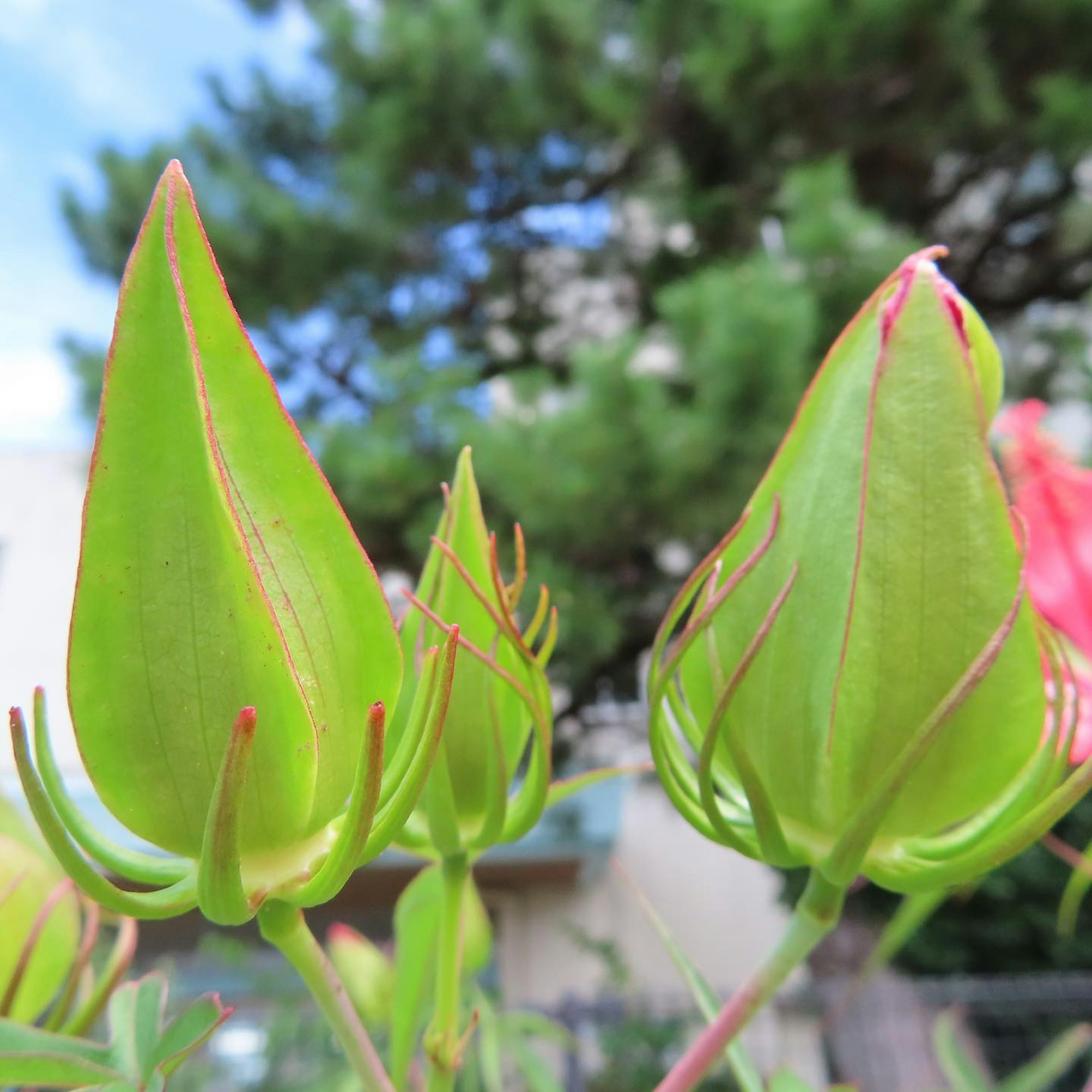 Primo piano di boccioli di fiori verdi con sfumature di rosso