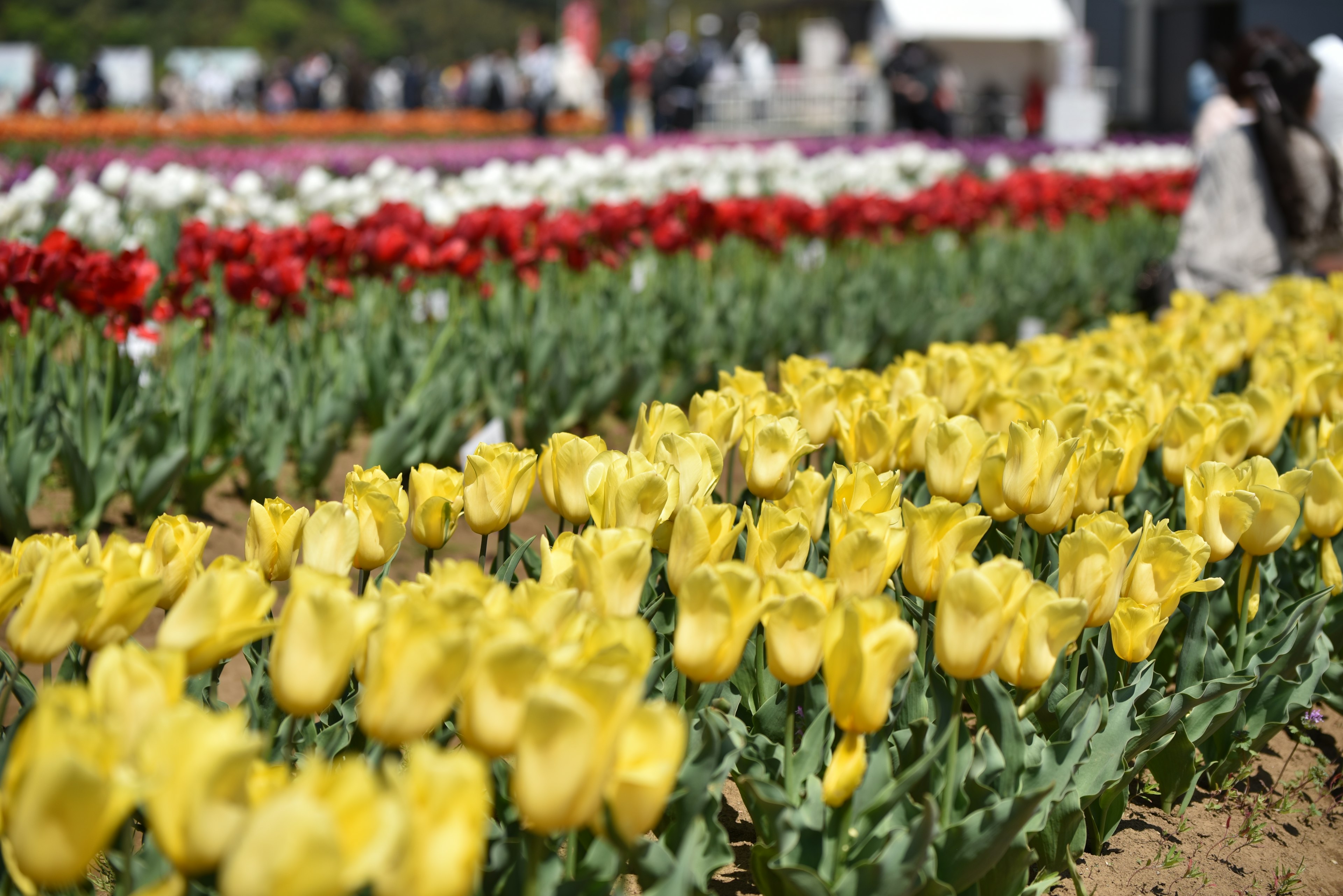 Champ de tulipes coloré avec des rangées de tulipes jaunes et rouges