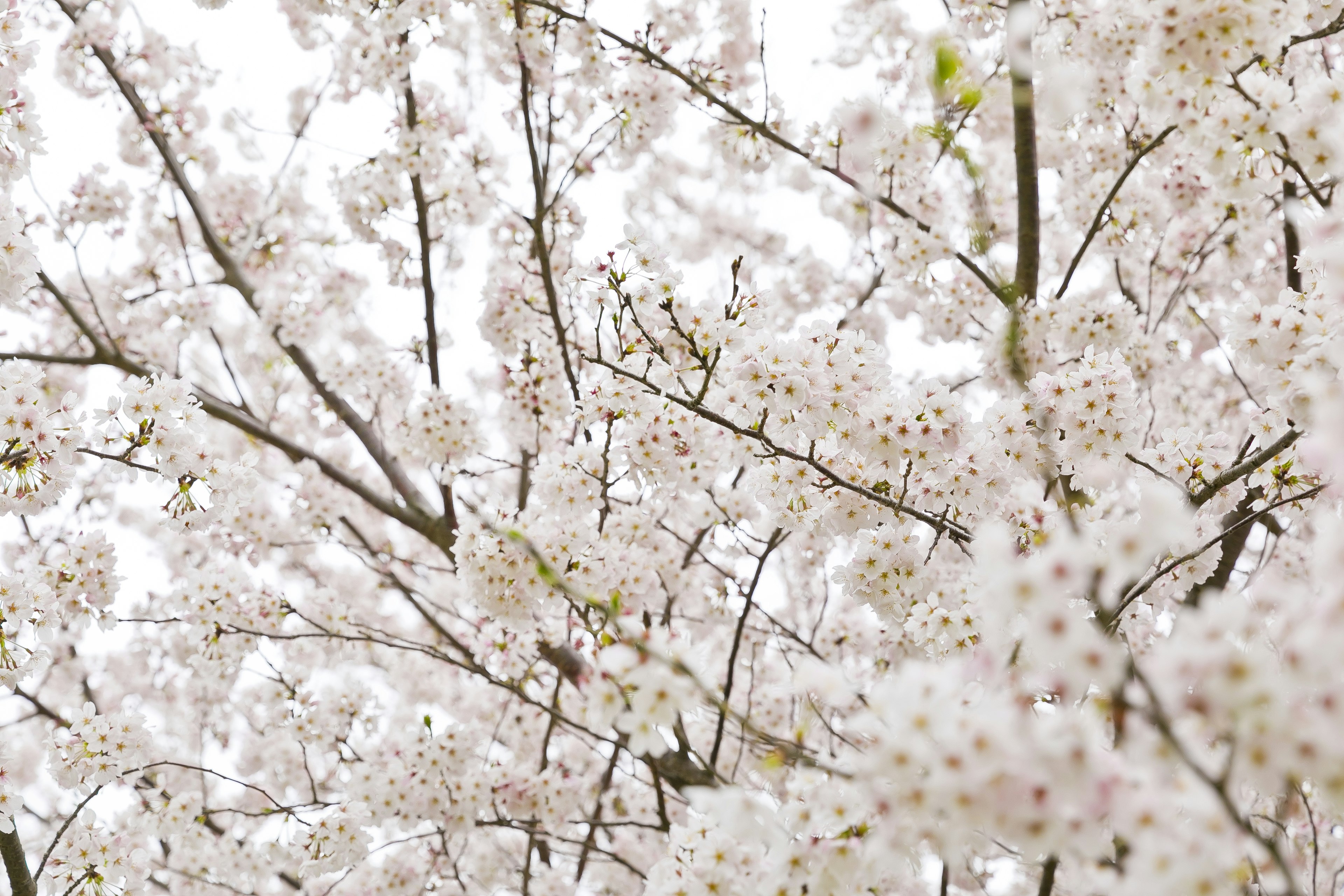 Nahaufnahme von Kirschbaumzweigen mit weißen Blüten