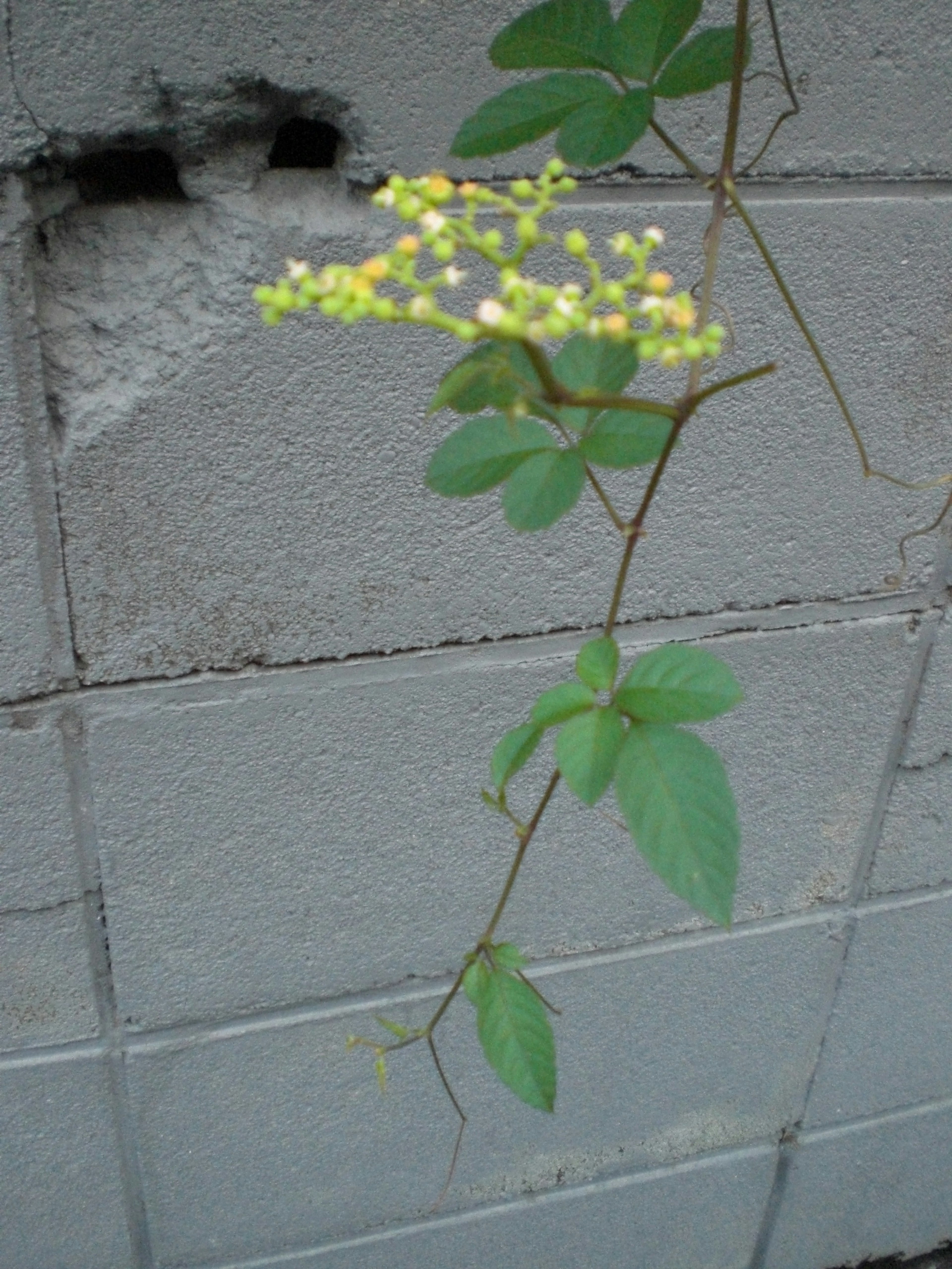 Climbing plant with green leaves and yellow flowers against a wall