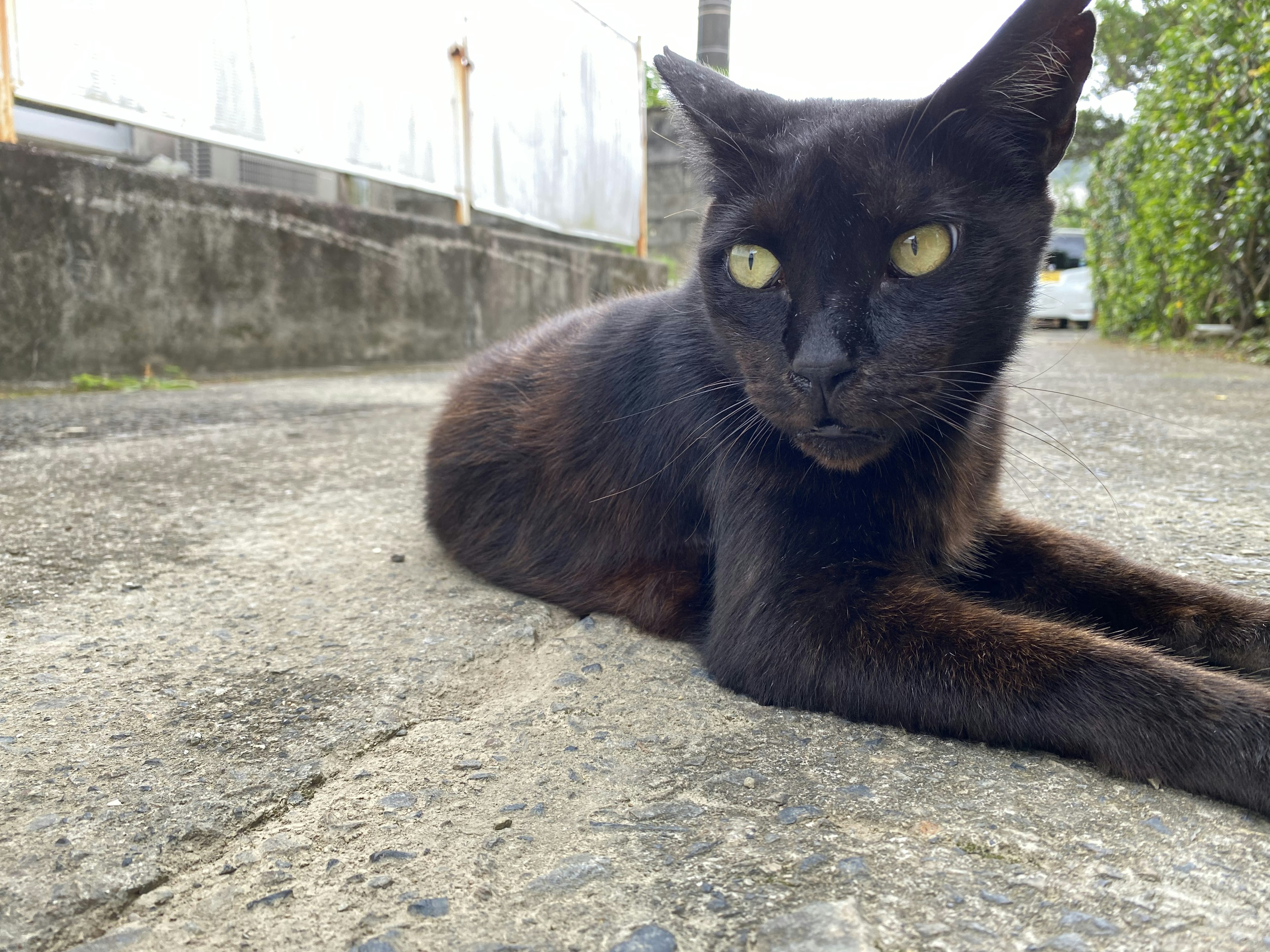 黒猫が舗装された道で横たわっている様子