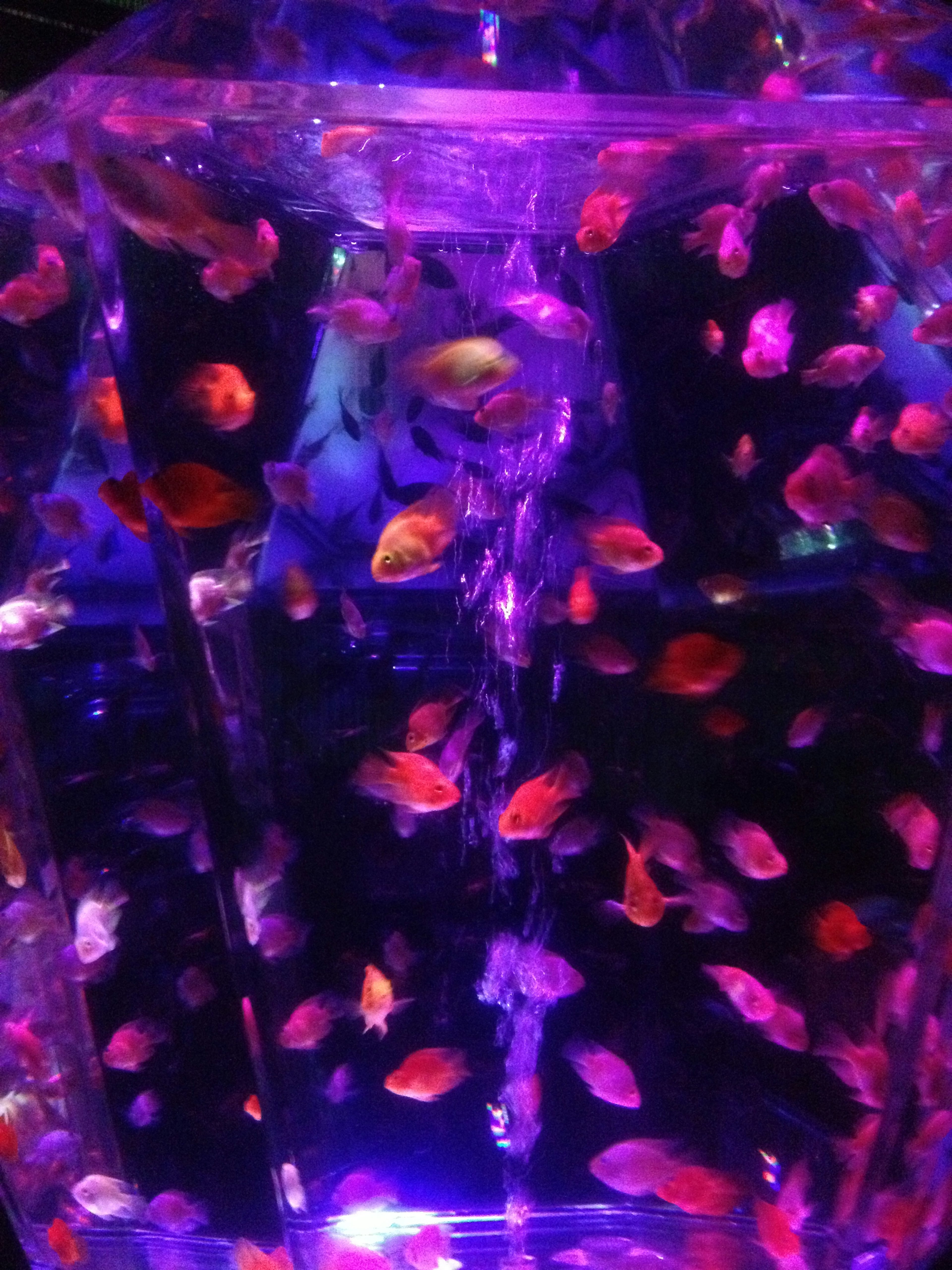 A vibrant scene of numerous colorful fish illuminated by purple light in a fish tank