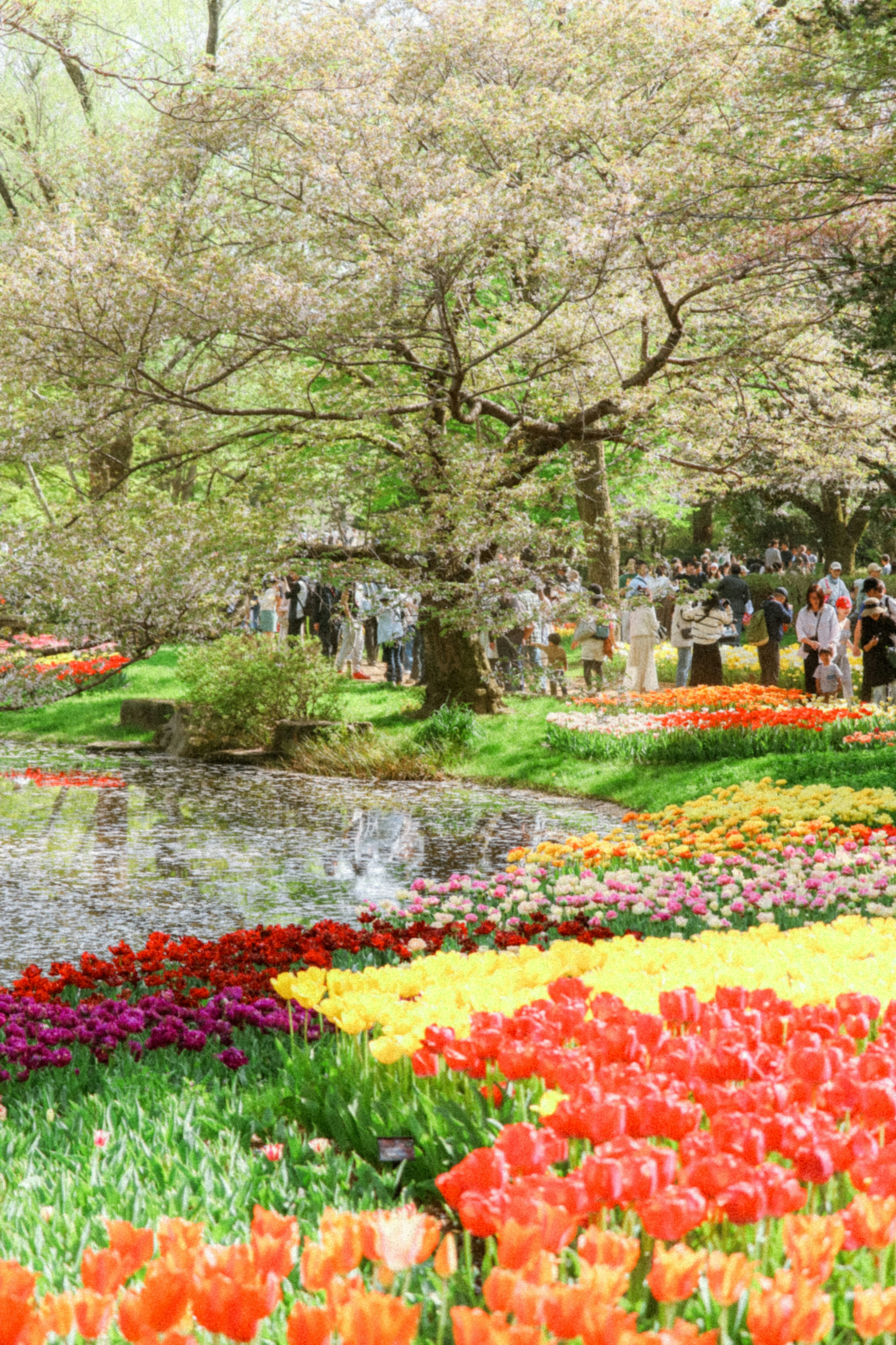 色とりどりのチューリップと池のある美しい公園の風景