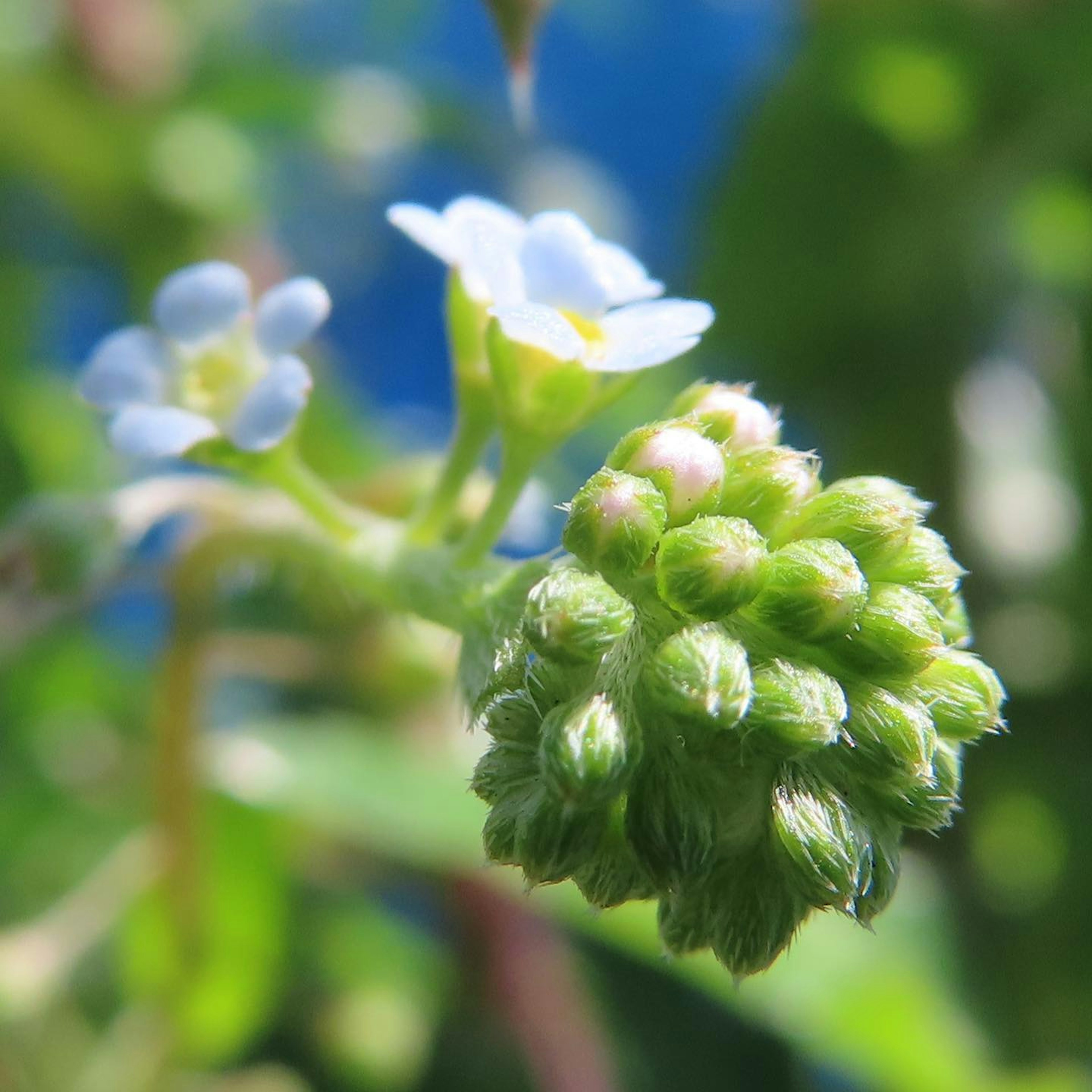 Nahaufnahme einer Pflanze mit kleinen blauen Blüten und grünen Knospen vor einem blauen Hintergrund