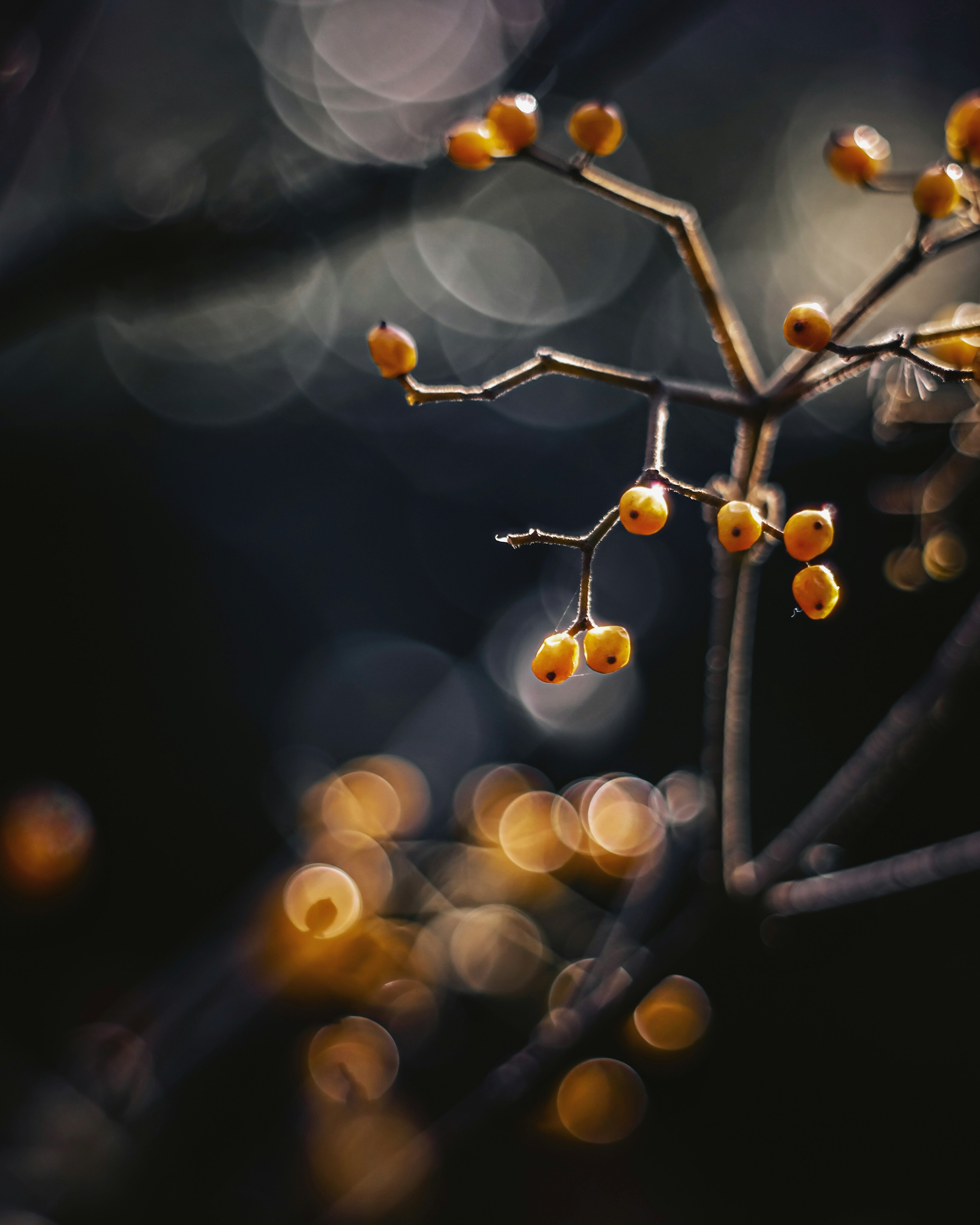 Rama con bayas naranjas y efecto bokeh sobre un fondo oscuro