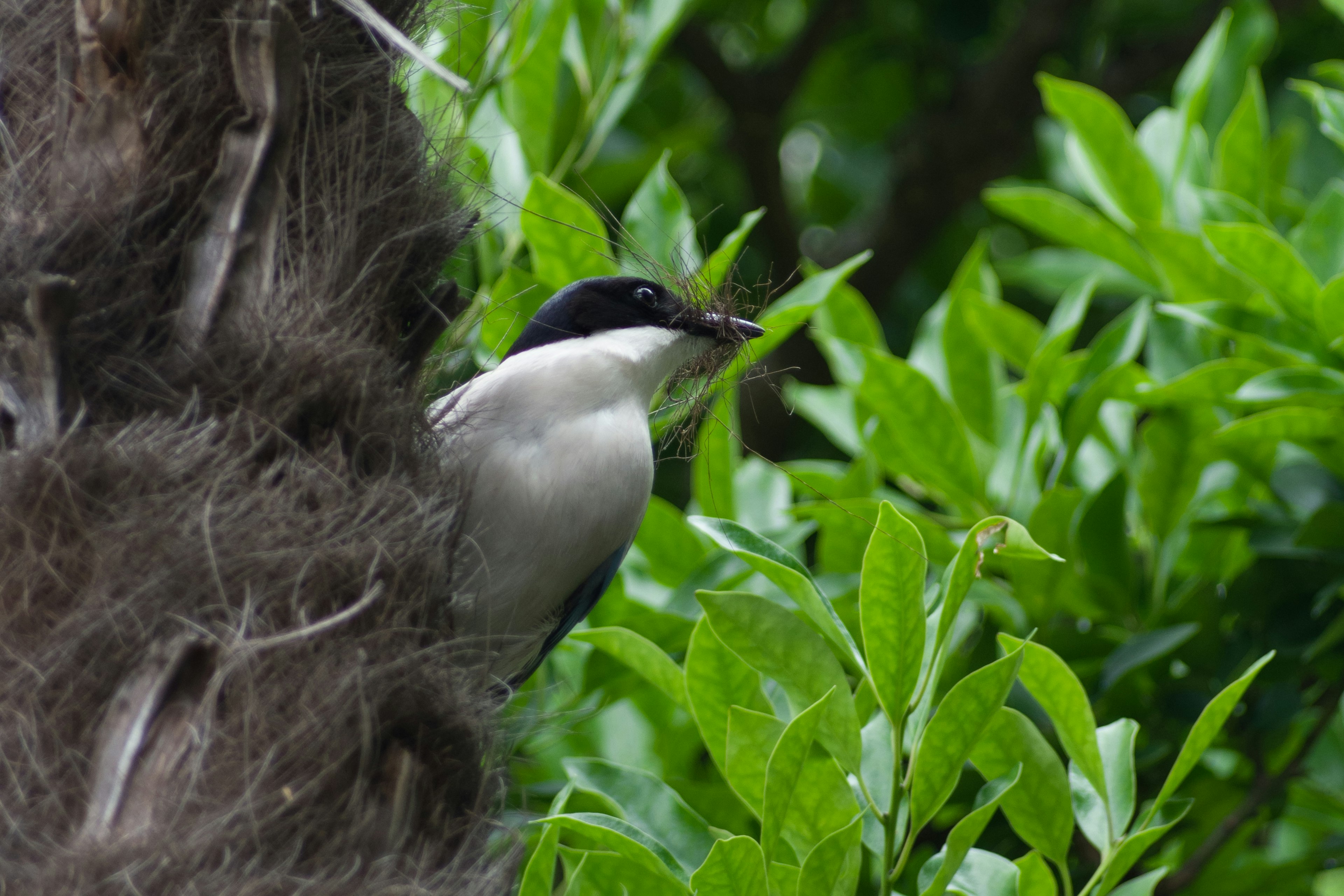 Ein Vogel mit schwarzem Kopf und weißem Körper, der zwischen grünen Blättern sitzt