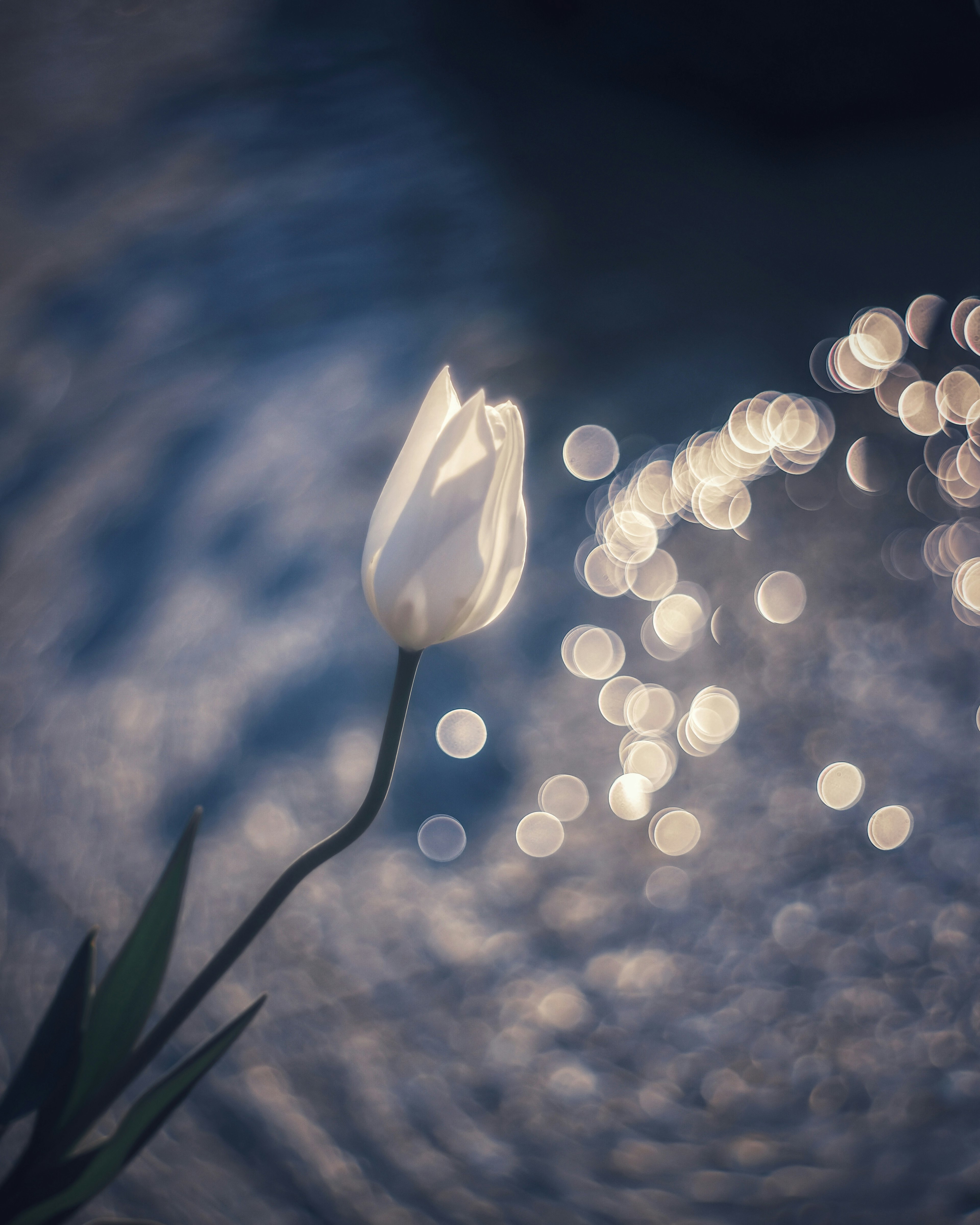 A white tulip stands out against a shimmering water surface