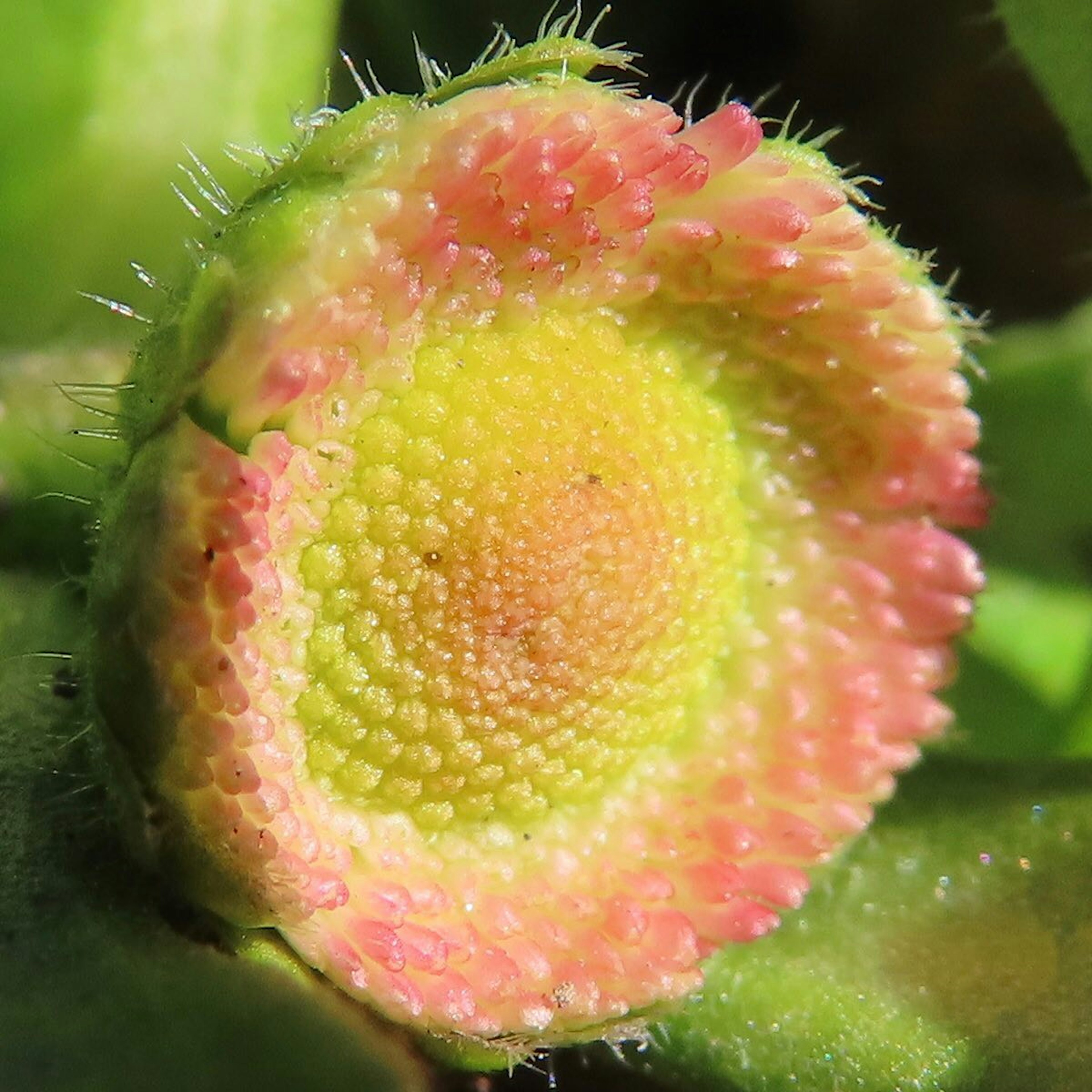 鮮やかな色合いの花の蕾が緑の葉の中に見える