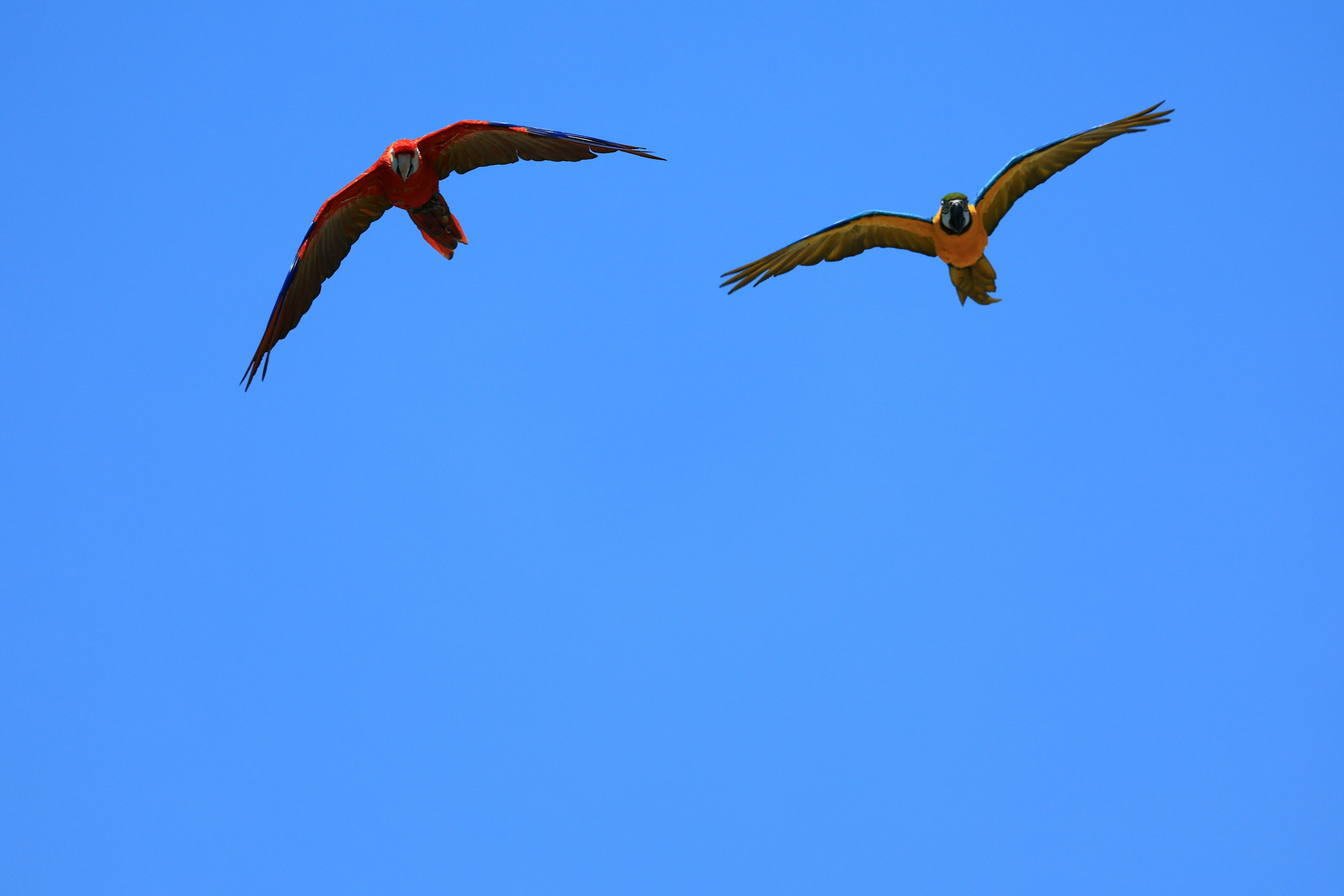 Paar von Vögeln, die vor einem blauen Himmel fliegen einer rot und einer gelb