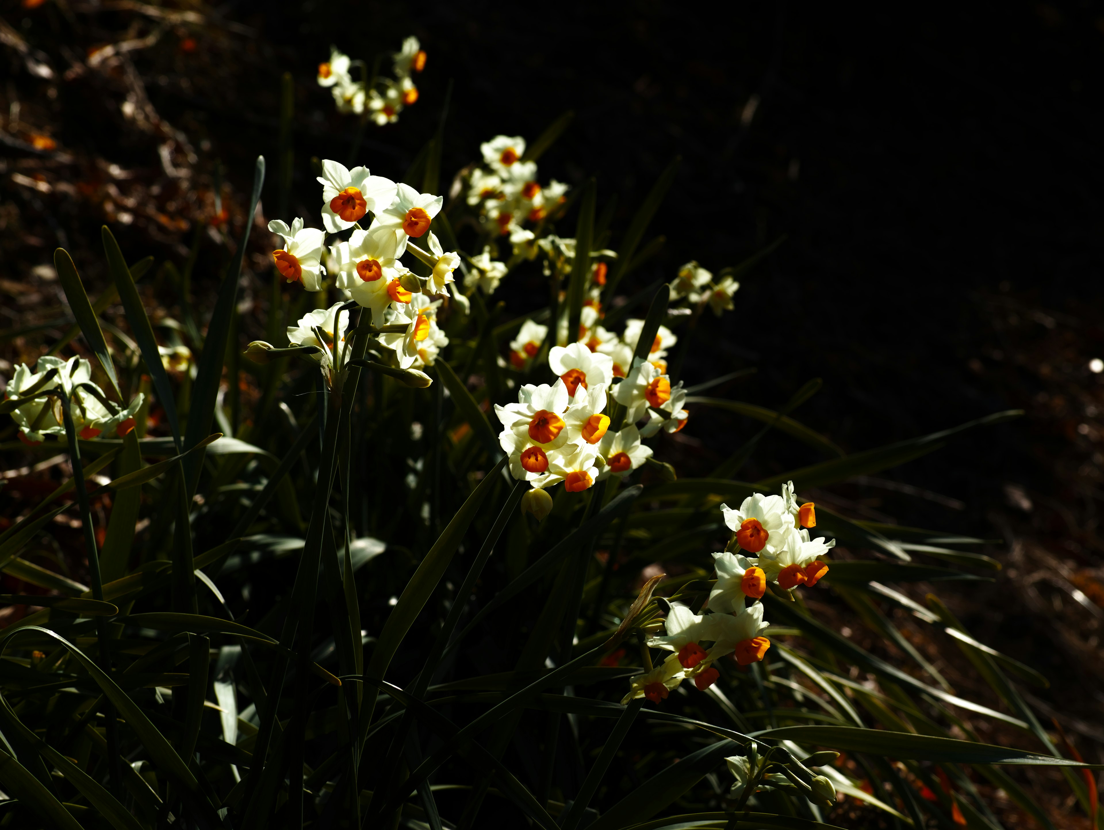 Groupe de fleurs blanches avec des centres oranges entourées de feuilles vertes dans un cadre sombre