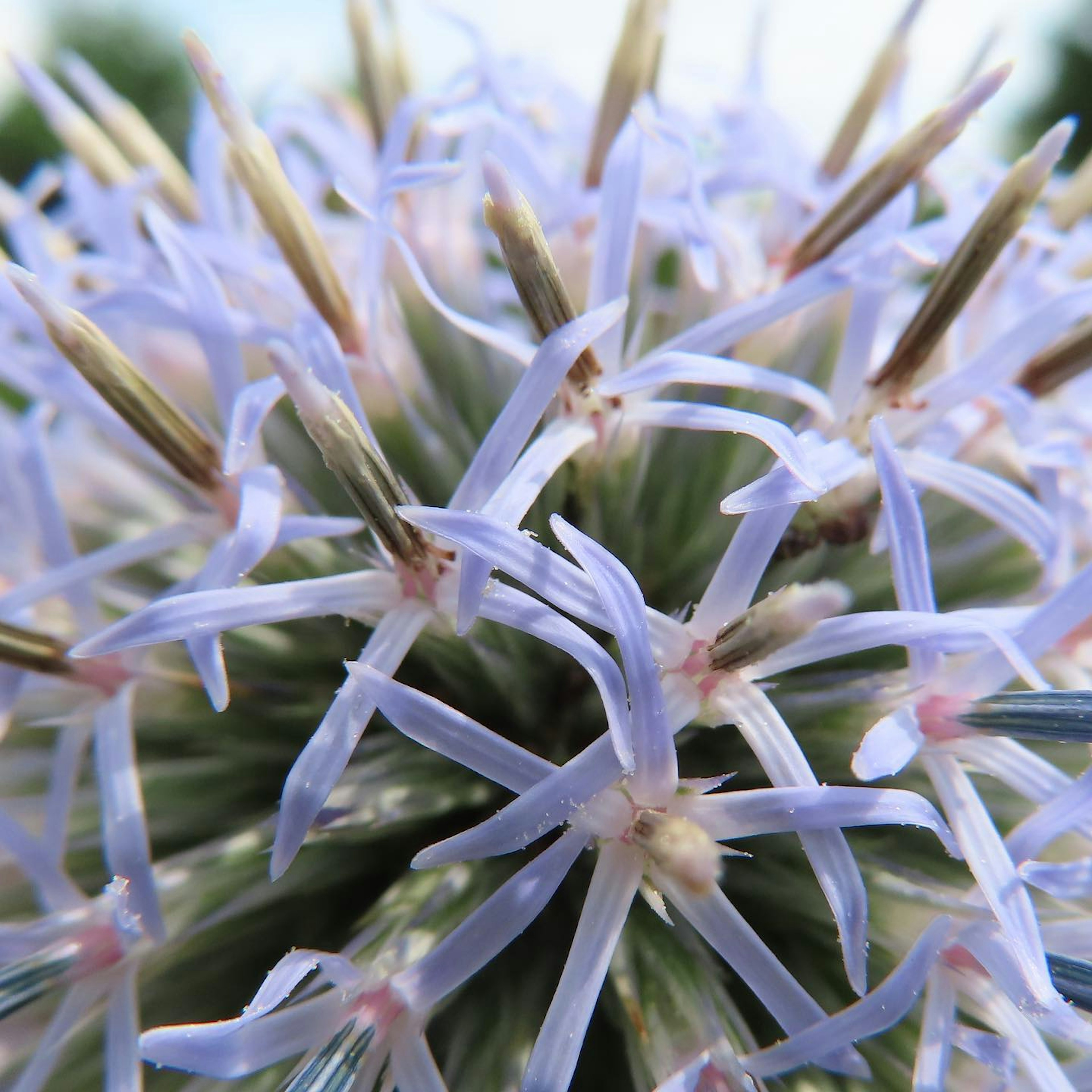 Primo piano di una pianta succulenta con petali lavanda