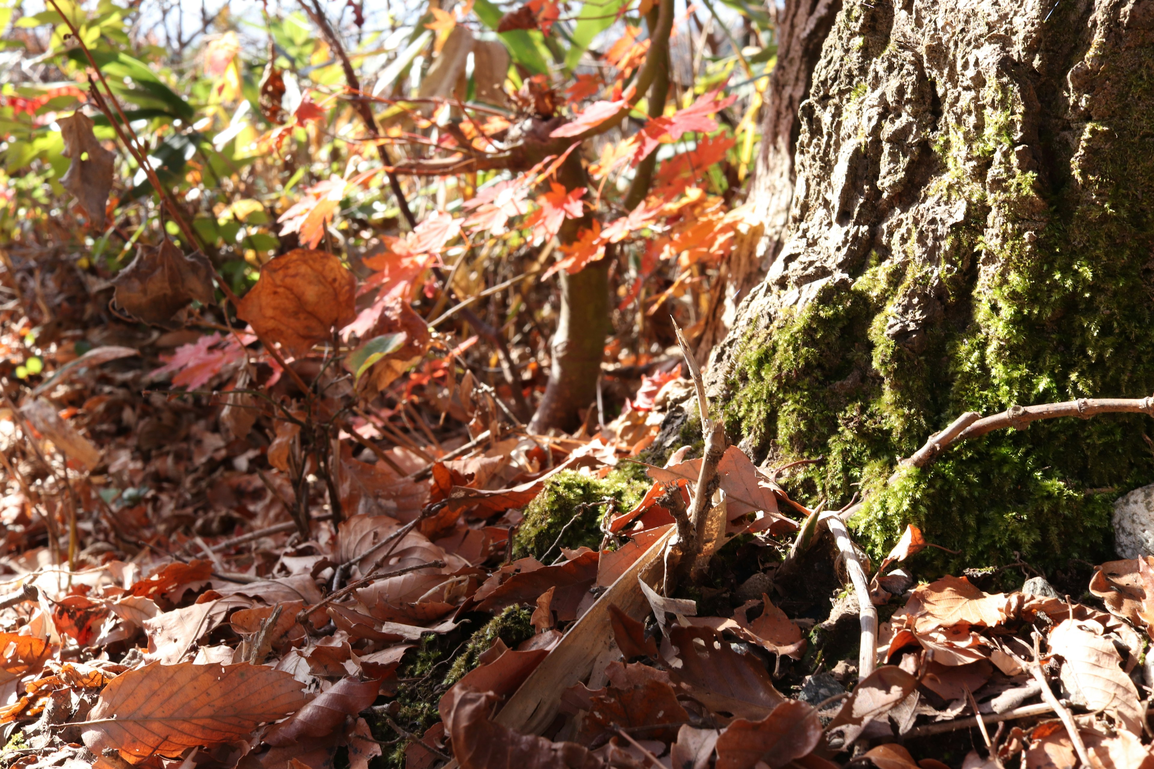 Suelo del bosque en otoño con hojas caídas y tronco de árbol cubierto de musgo