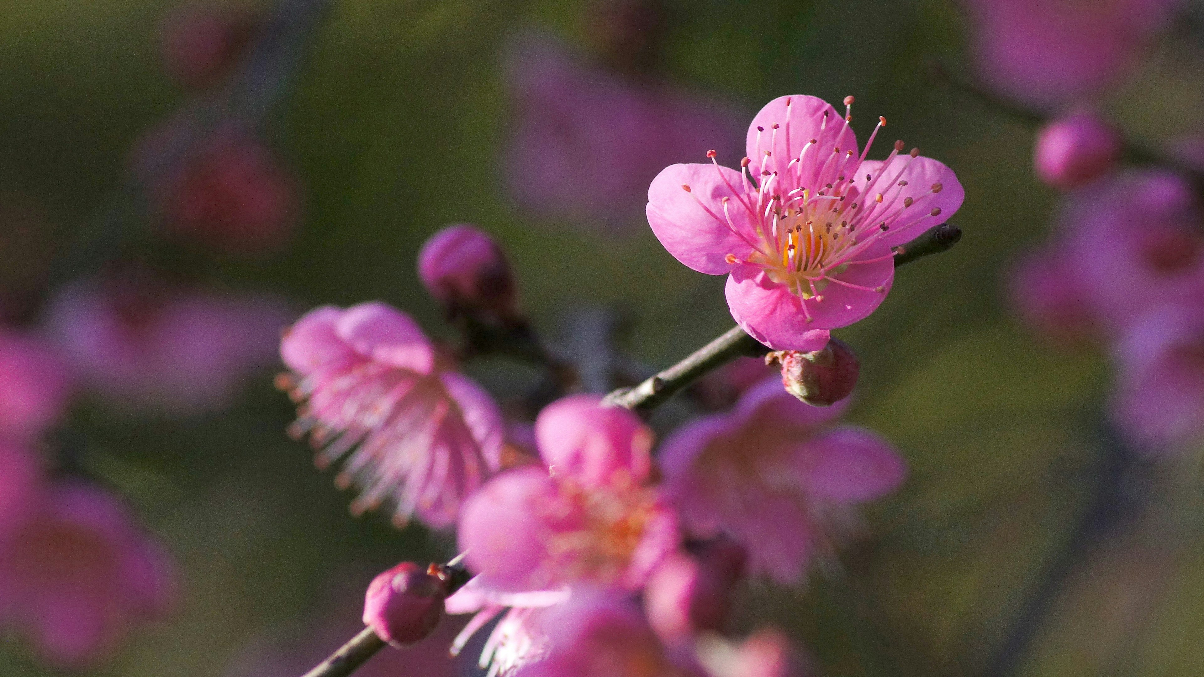 Kedekatan bunga plum dengan kelopak merah muda di cabang