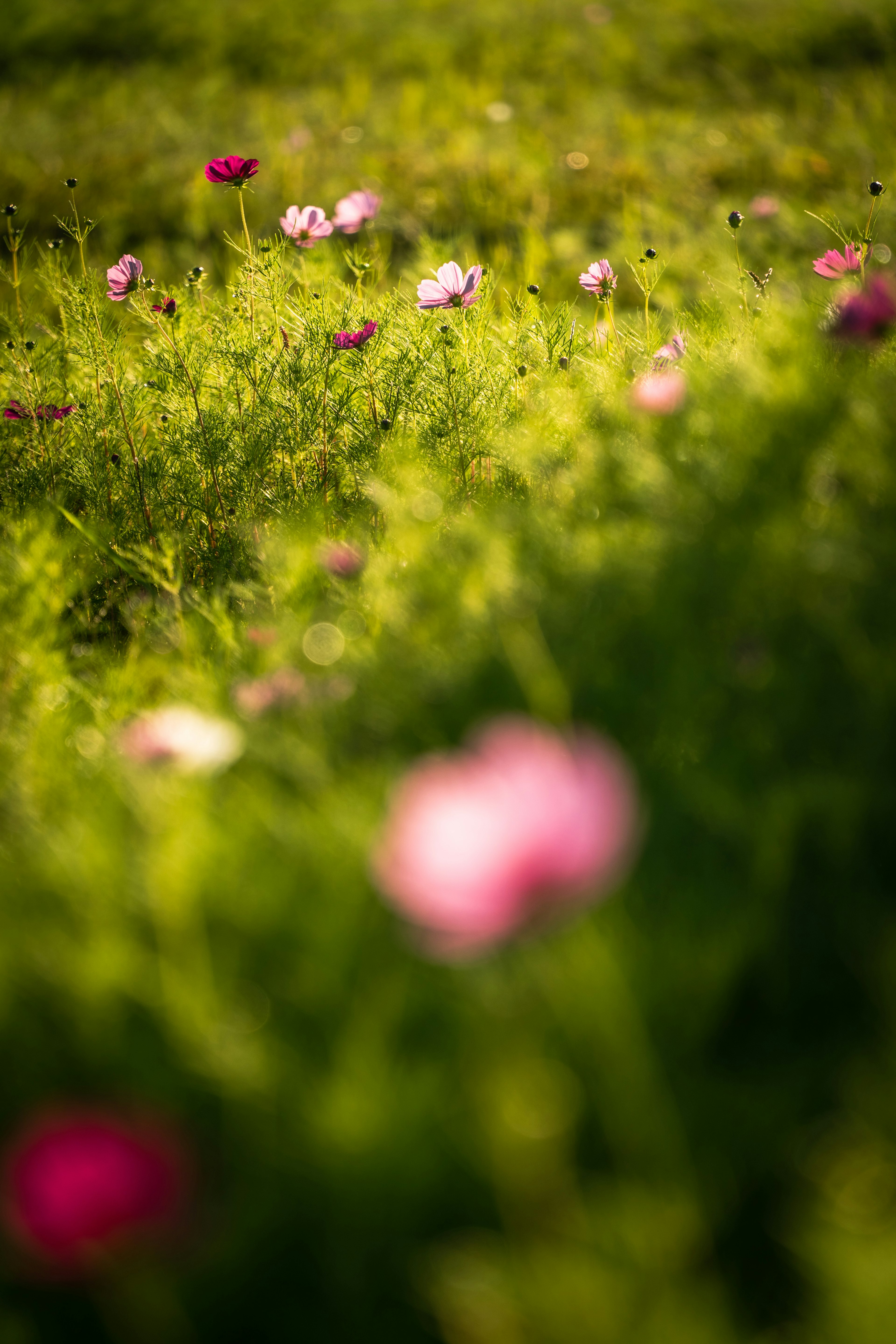 Imagen borrosa de flores coloridas floreciendo en un prado verde