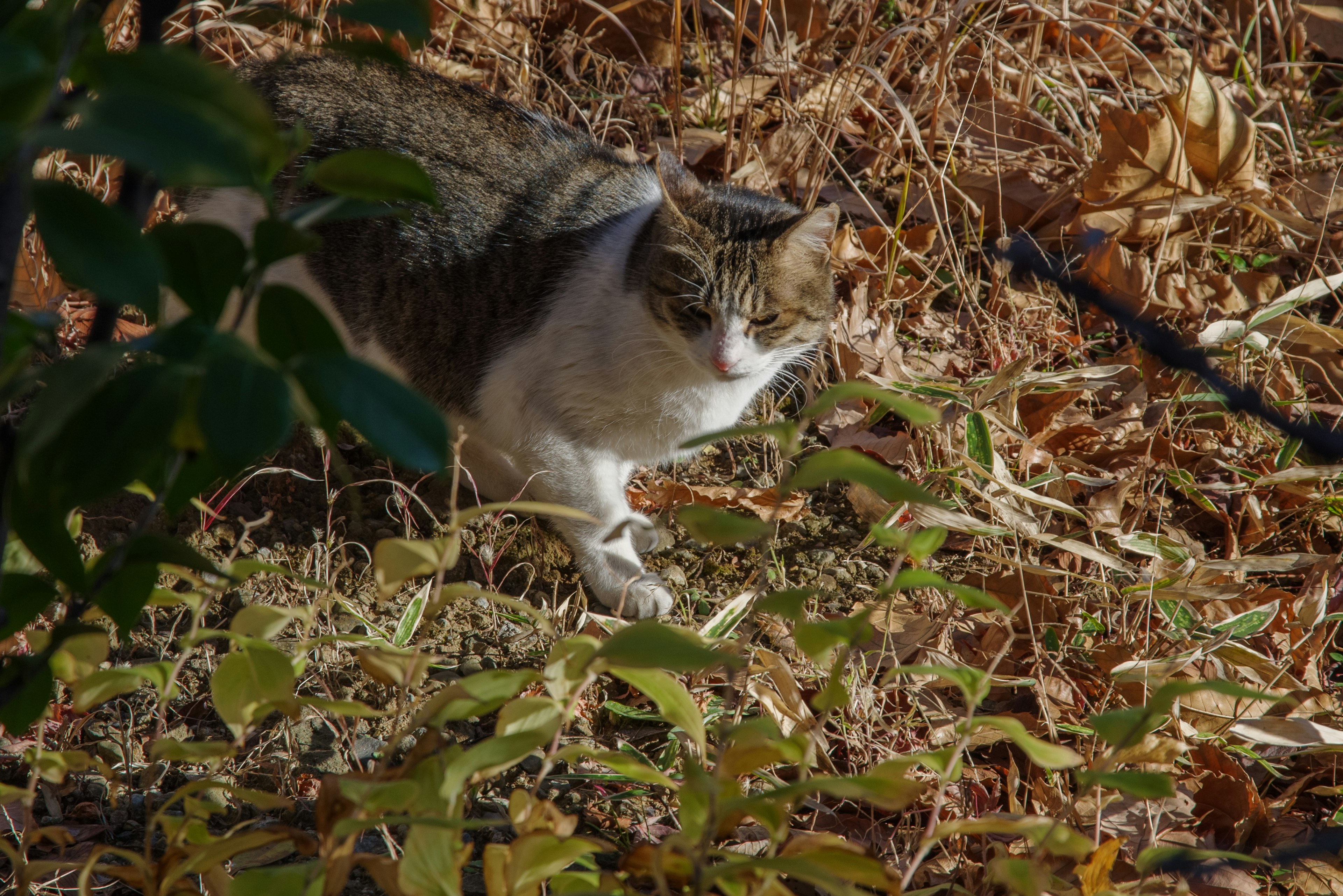 Seekor kucing berjalan di antara rumput dan daun kering