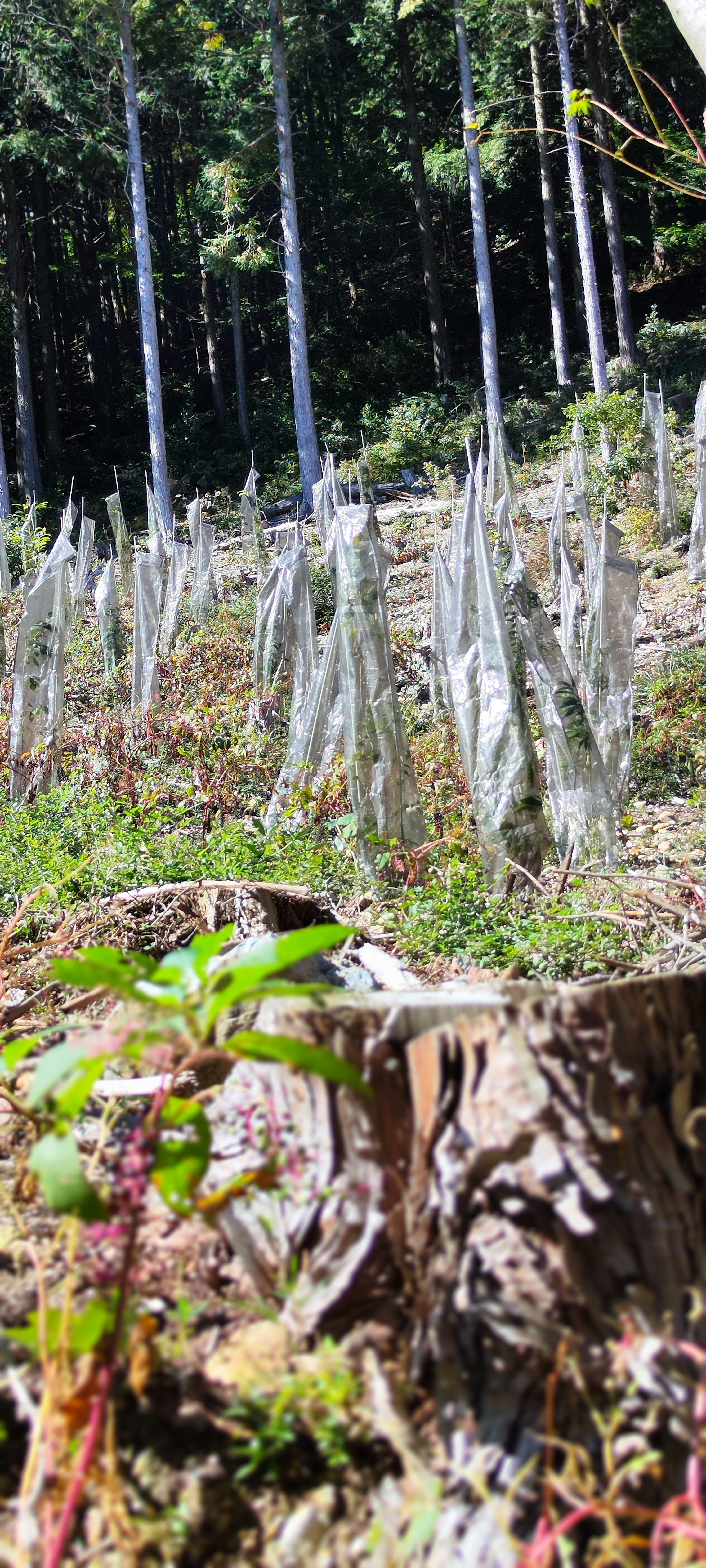 Imagen de jóvenes árboles en un bosque con un tronco caído en primer plano