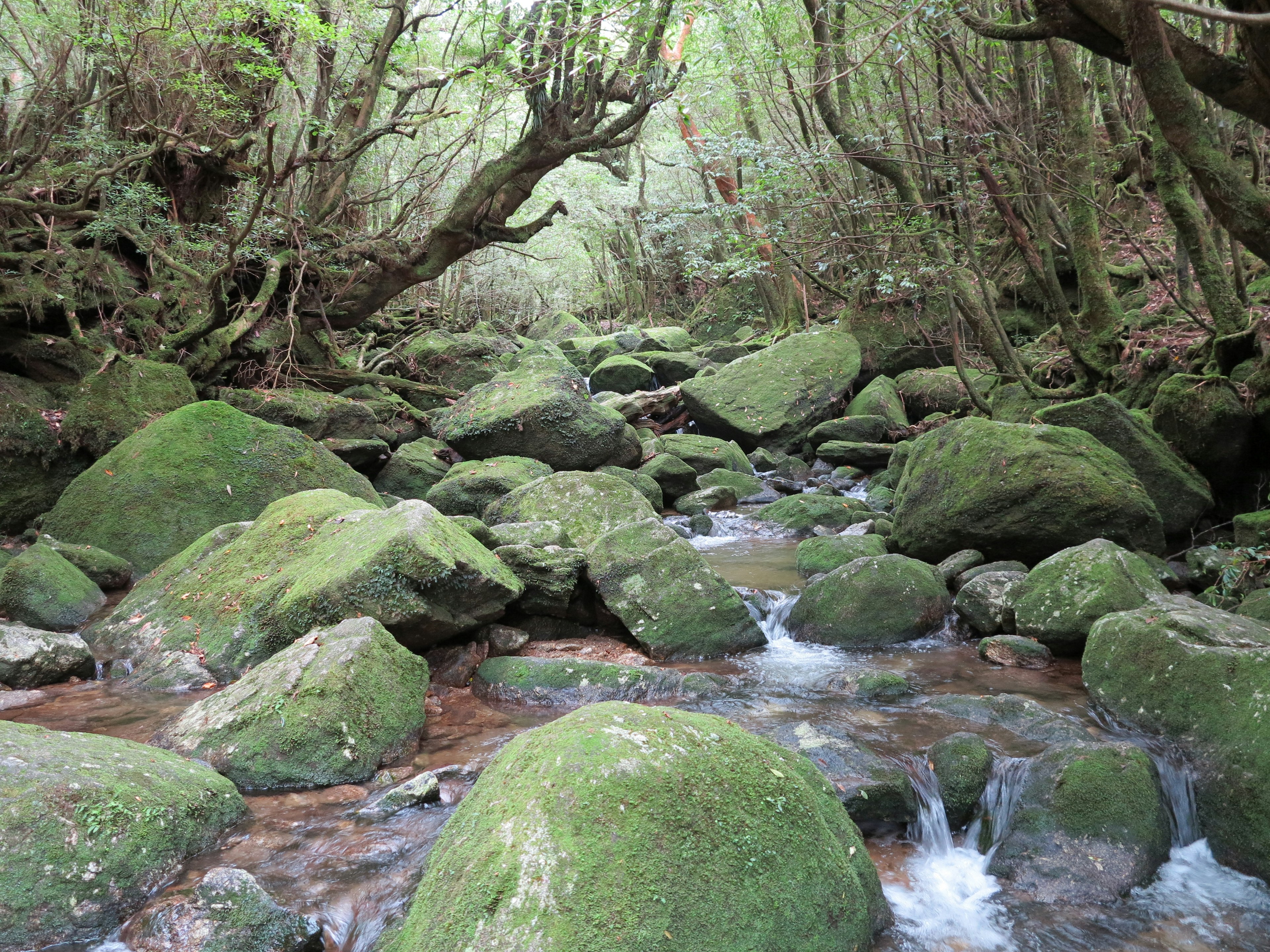 Vue pittoresque d'un ruisseau coulant entre des rochers couverts de mousse entourés d'arbres