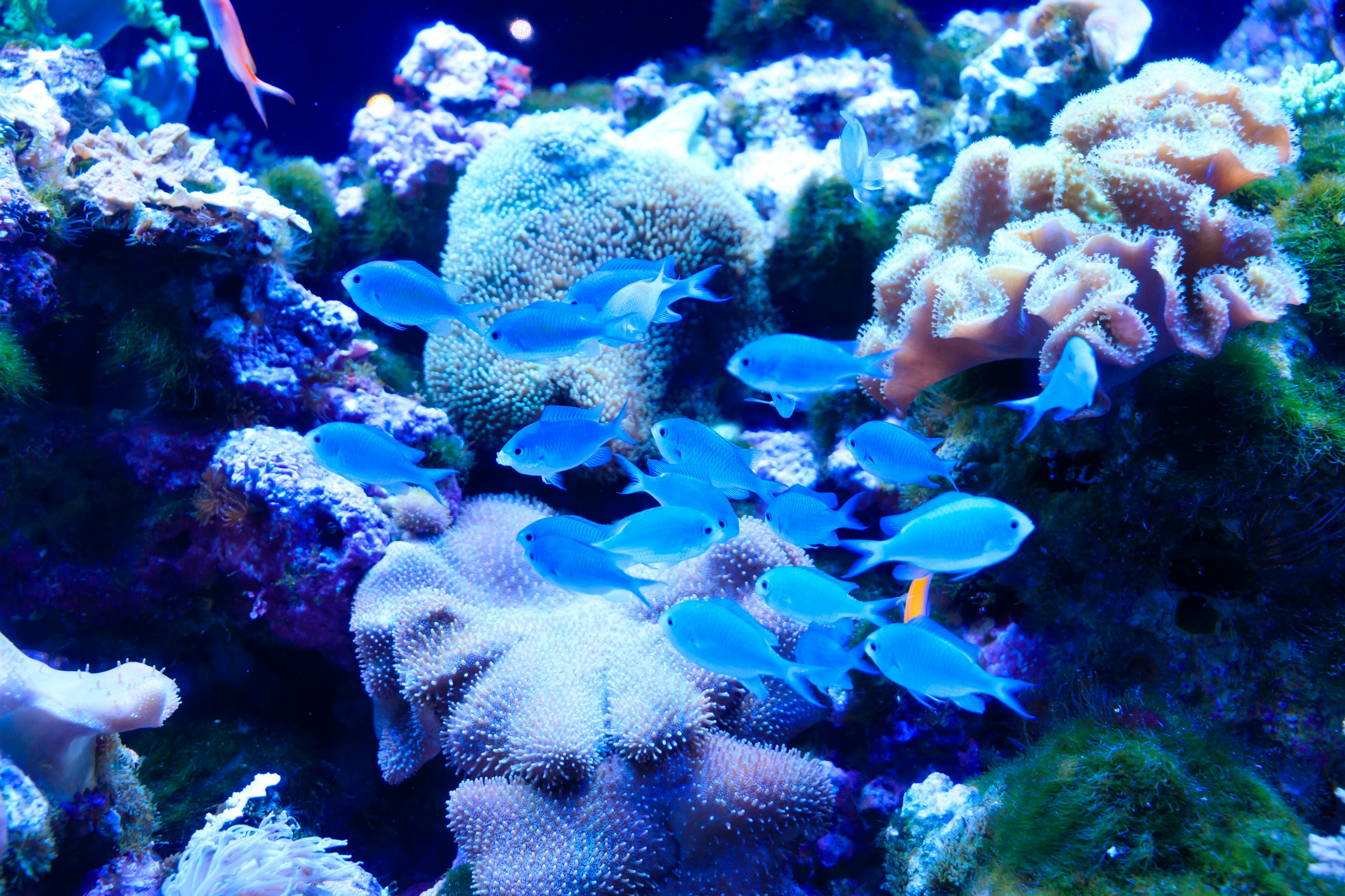 A vibrant underwater scene featuring blue fish swimming among coral