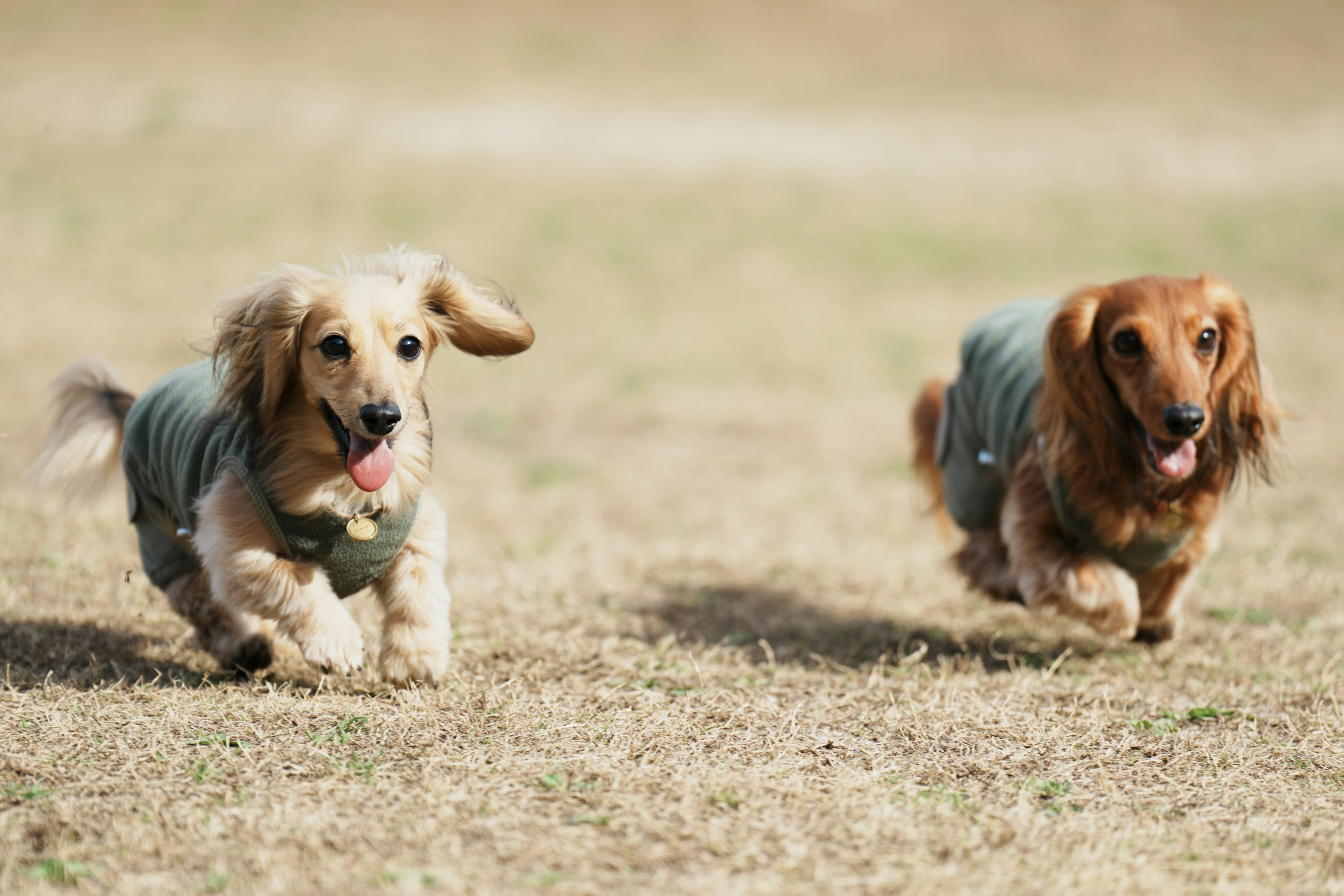 Two dachshunds happily running on a grassy field