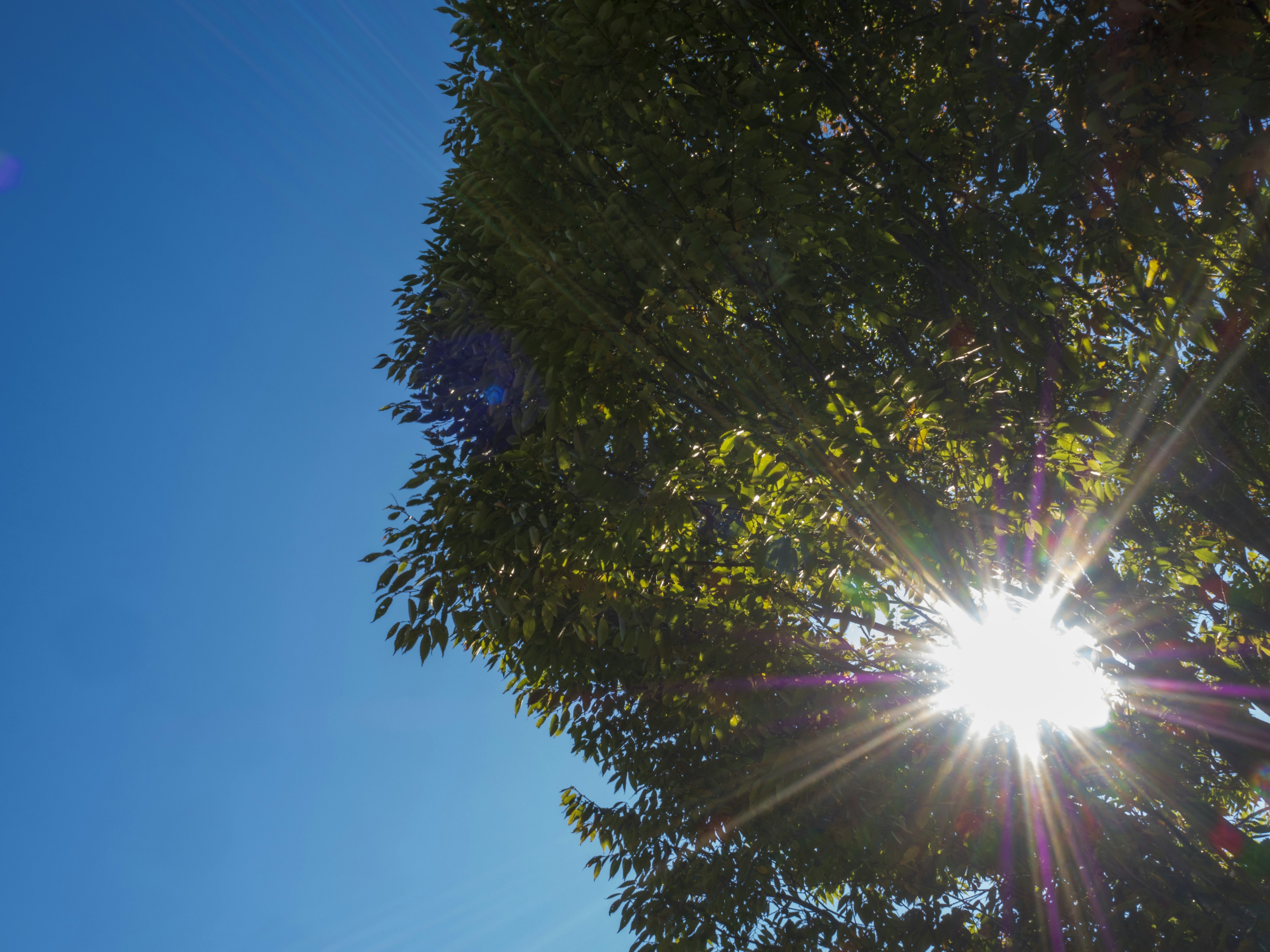 A tree with sunlight shining through against a clear blue sky