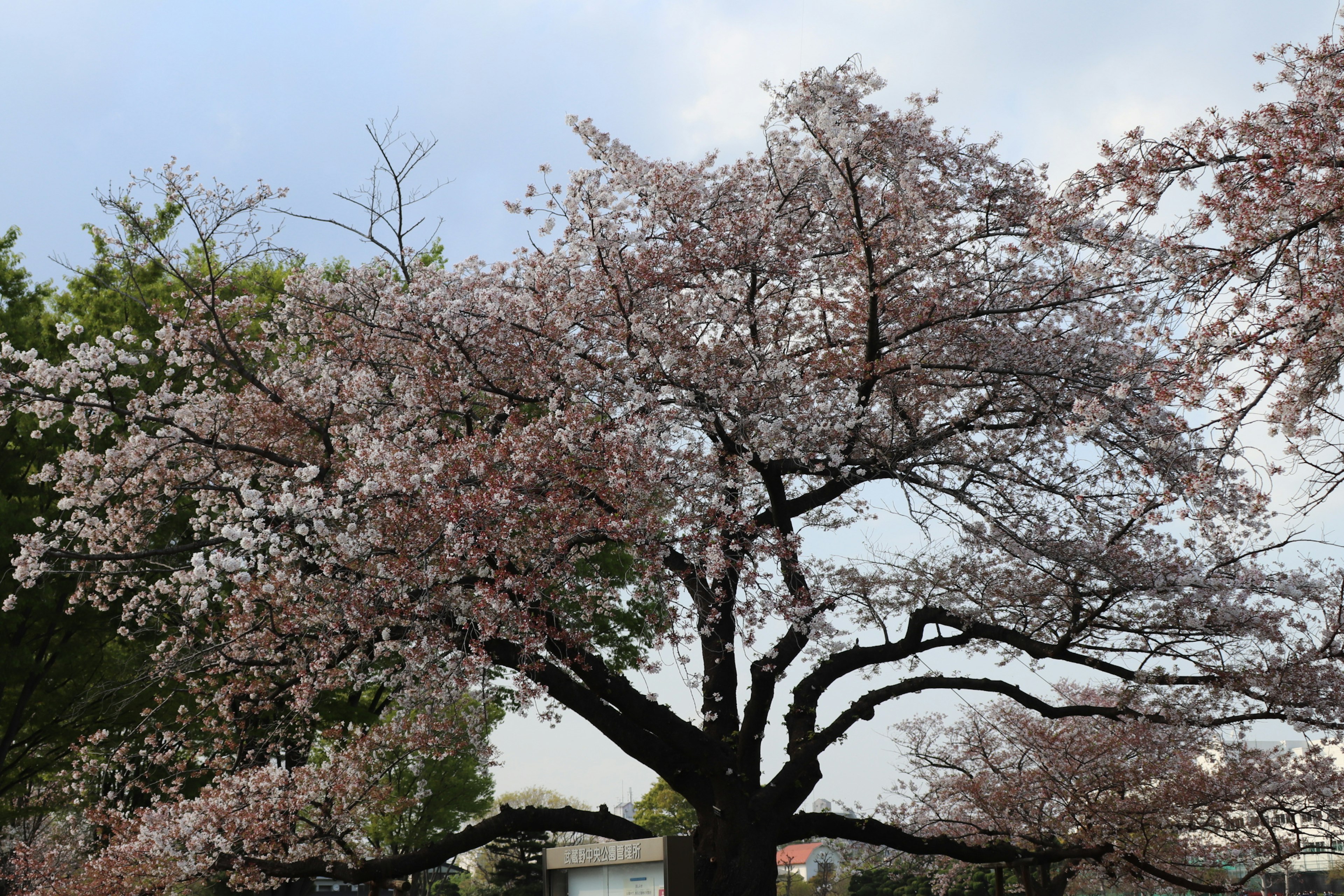 Pohon sakura besar berbunga dengan bunga merah muda