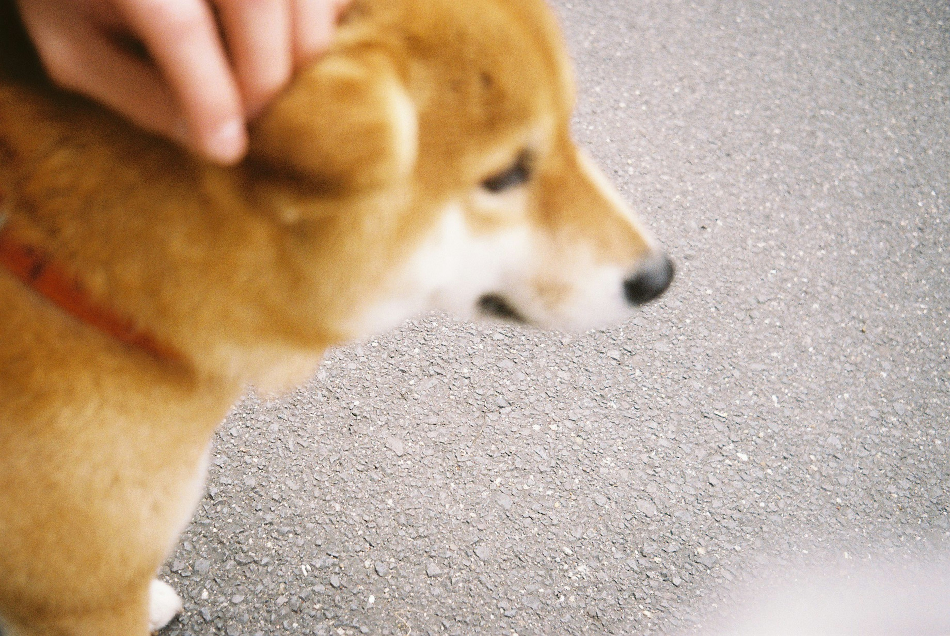 Gros plan d'un Shiba Inu caressé