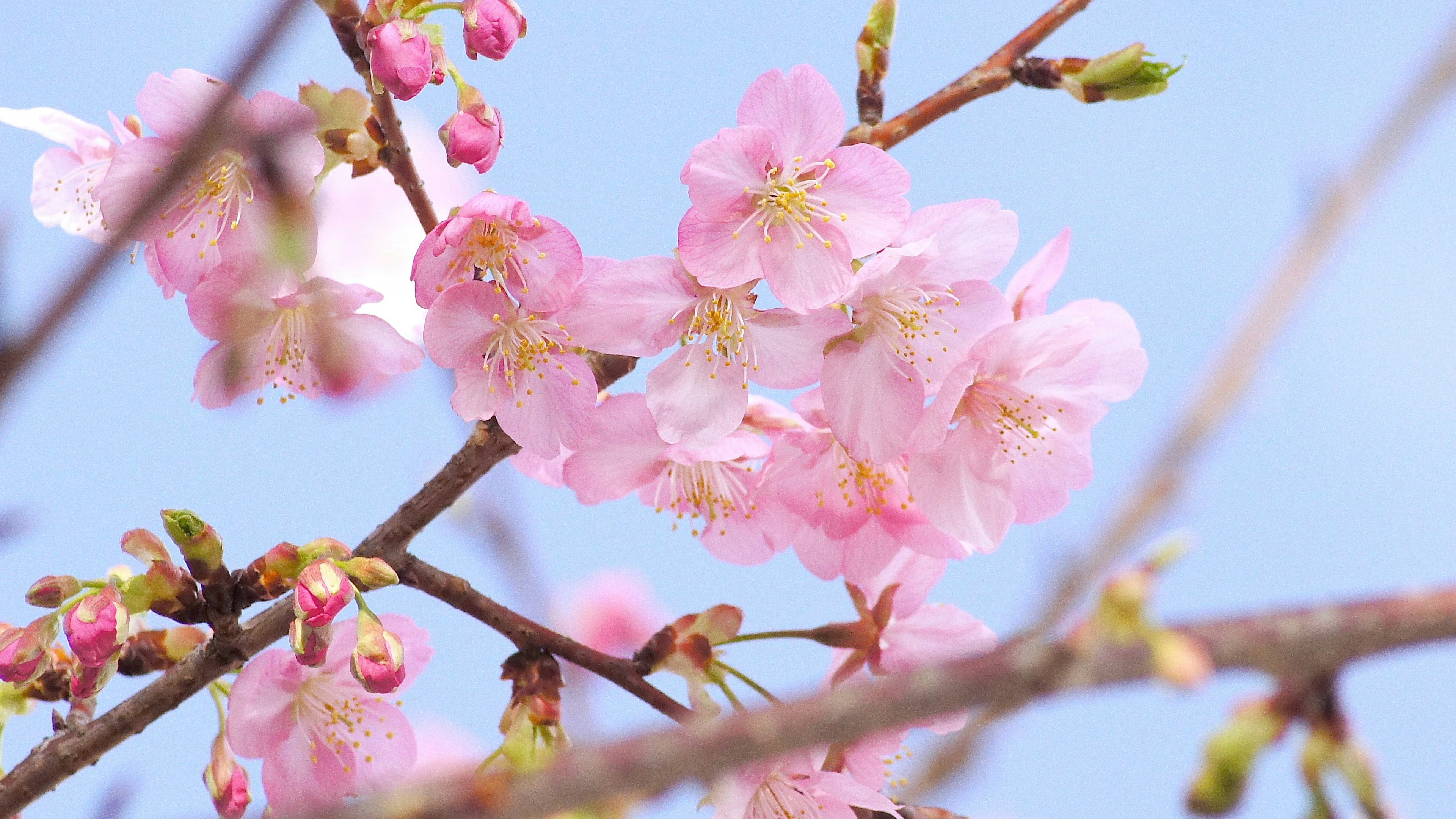 Fiori di ciliegio in fiore sotto un cielo blu