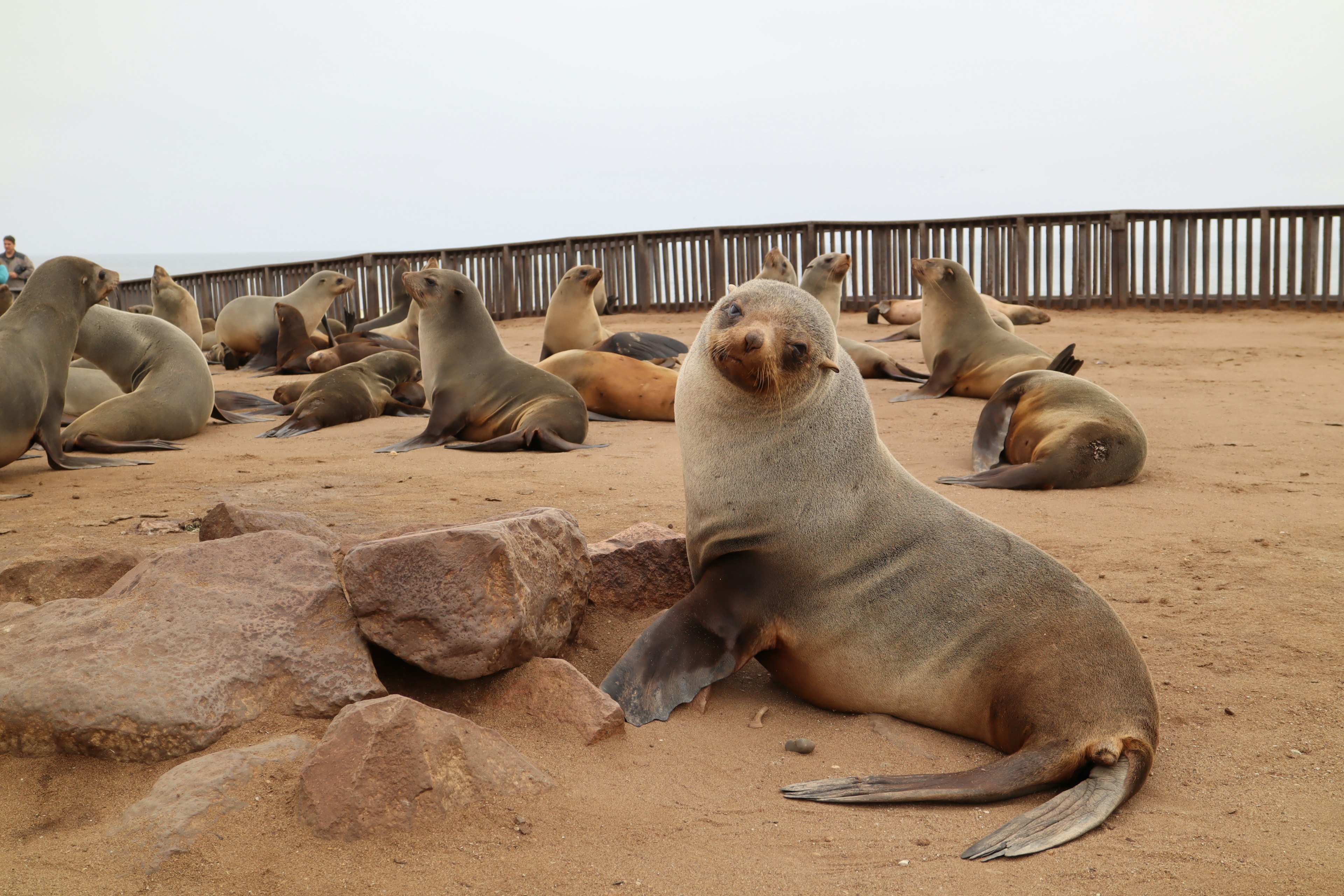 A group of sea lions resting on the sandy beach with one prominent sea lion in the foreground