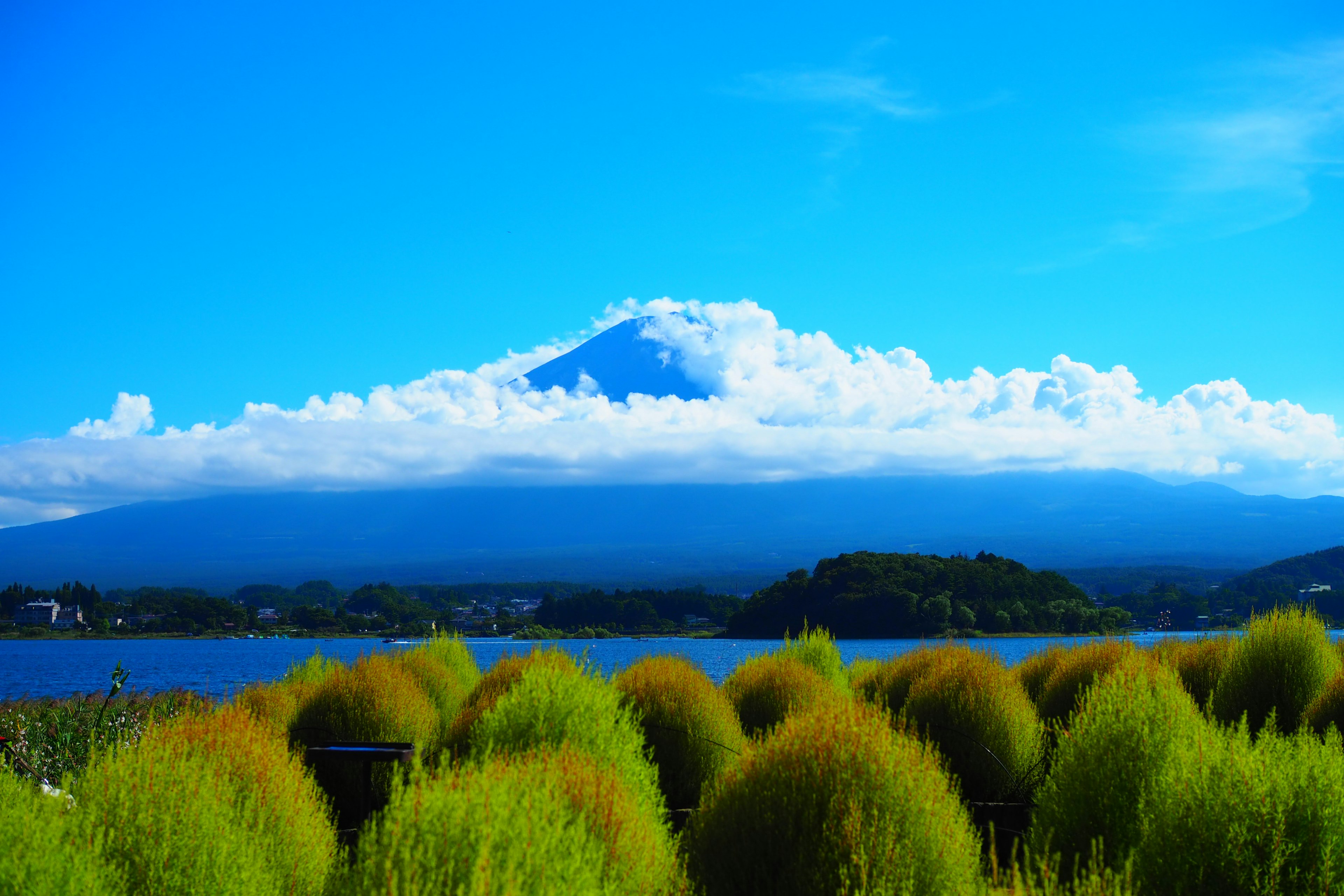 蓝天和云下的富士山美景 前景有绿色植物