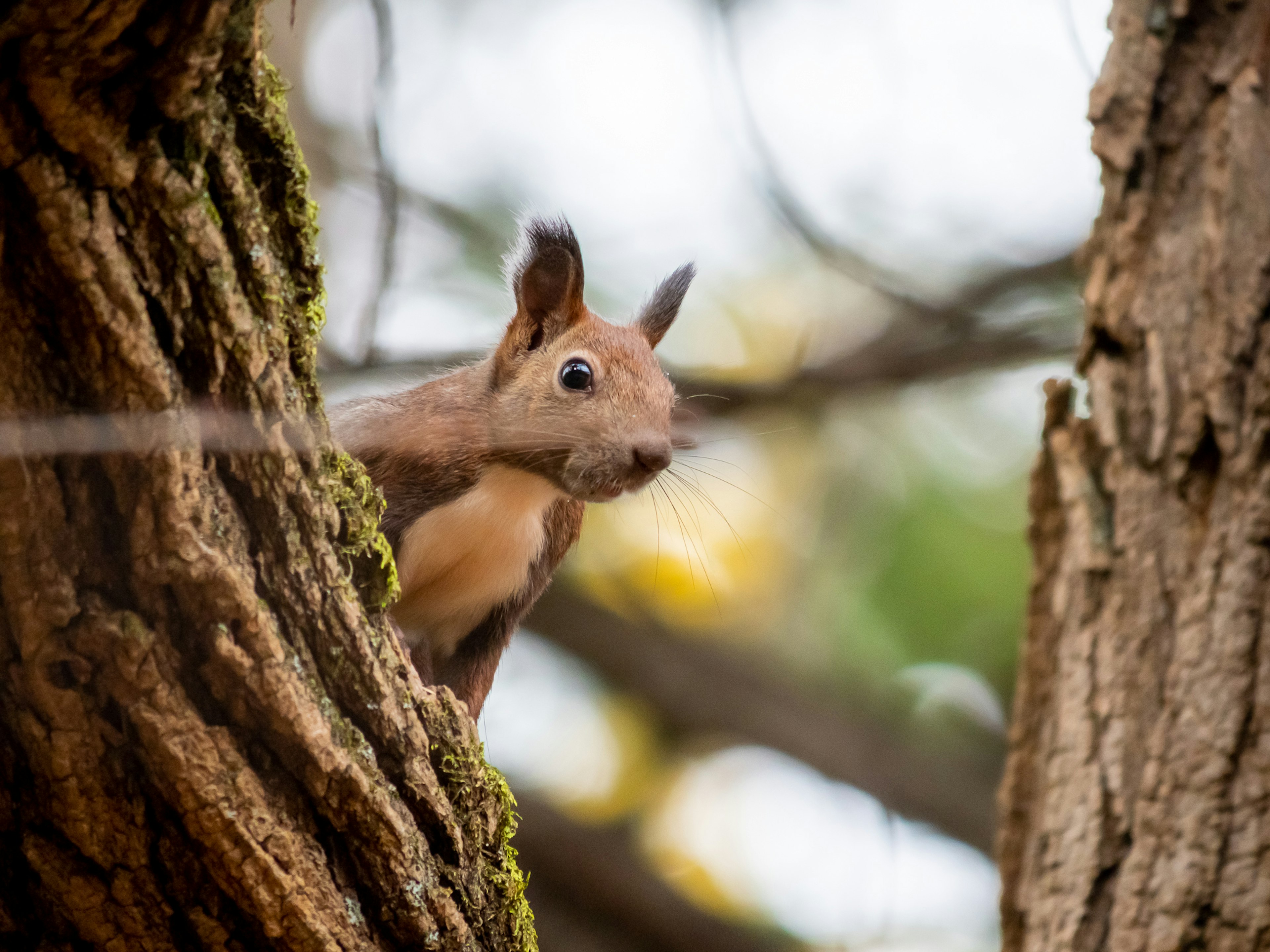 Squirrel peeking from a tree branch