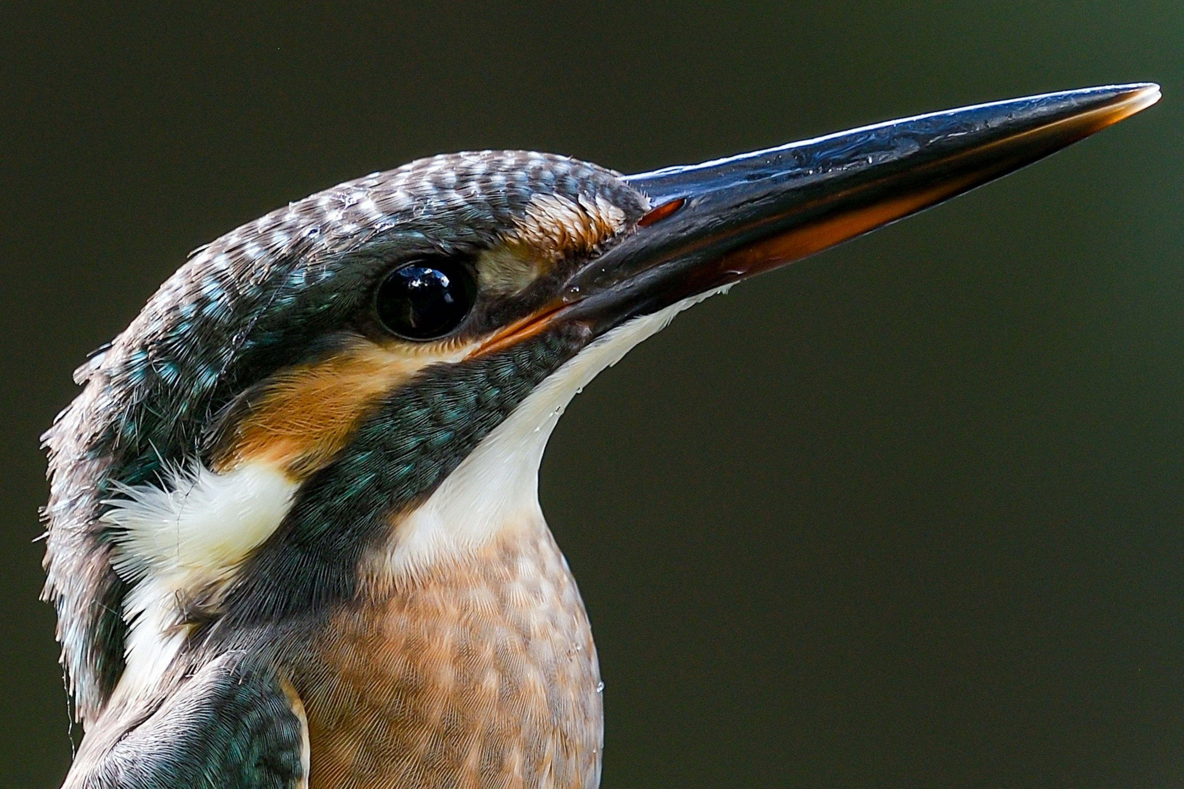 Acercamiento de un martinete mostrando plumas vibrantes y un pico afilado